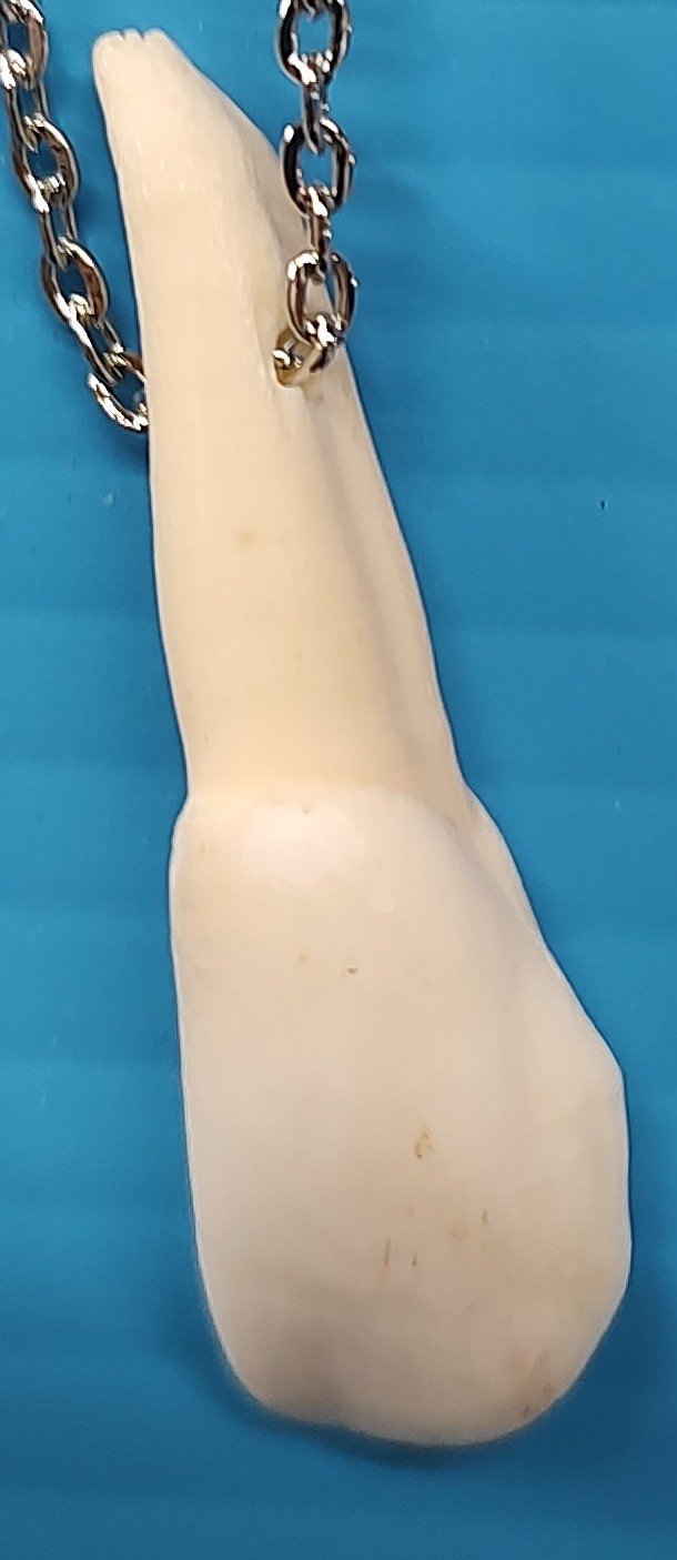 Genuine Buffalo Tooth Pendant