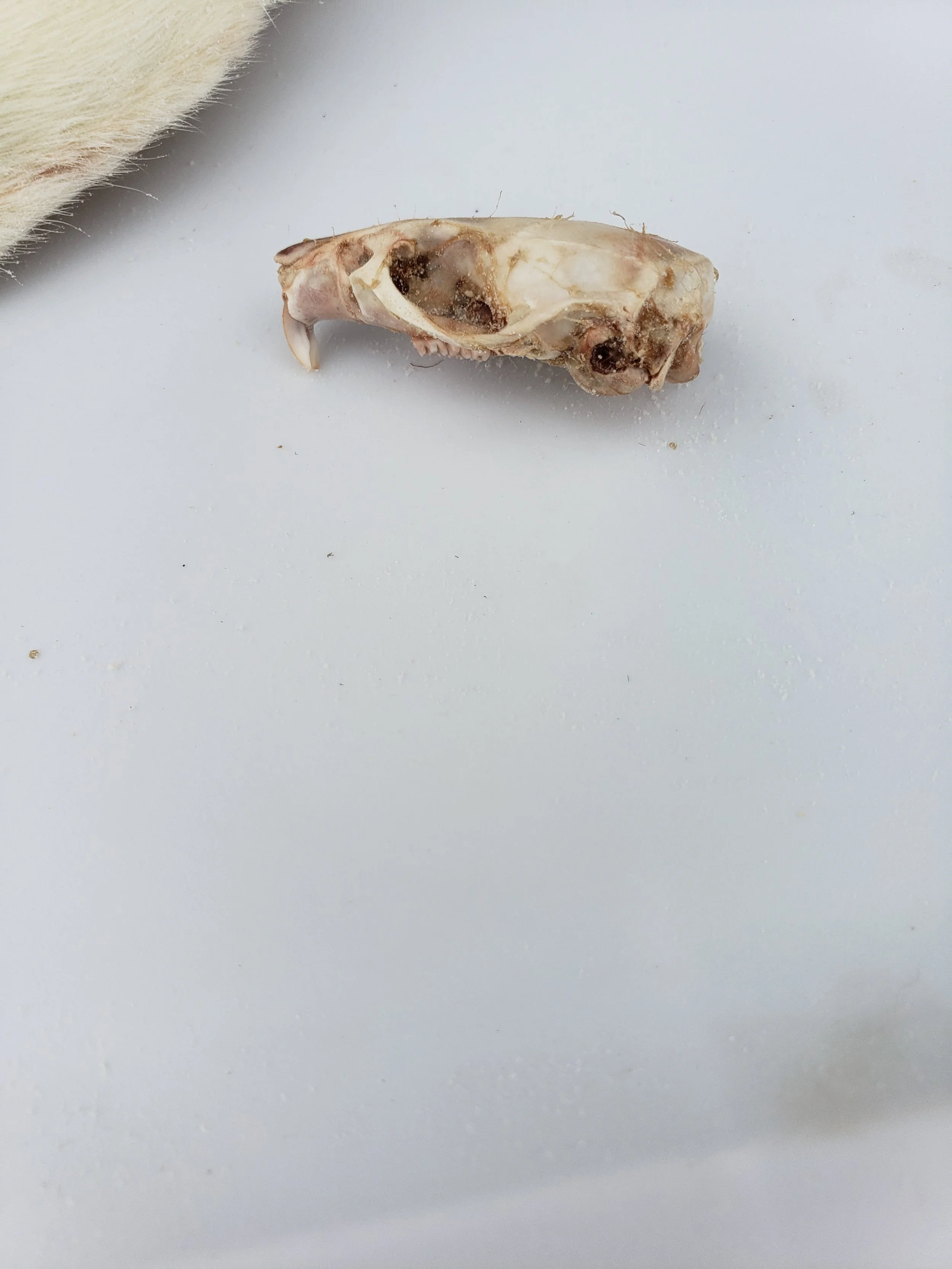 Animal skull on a white surface with a furry part visible in the upper left corner.