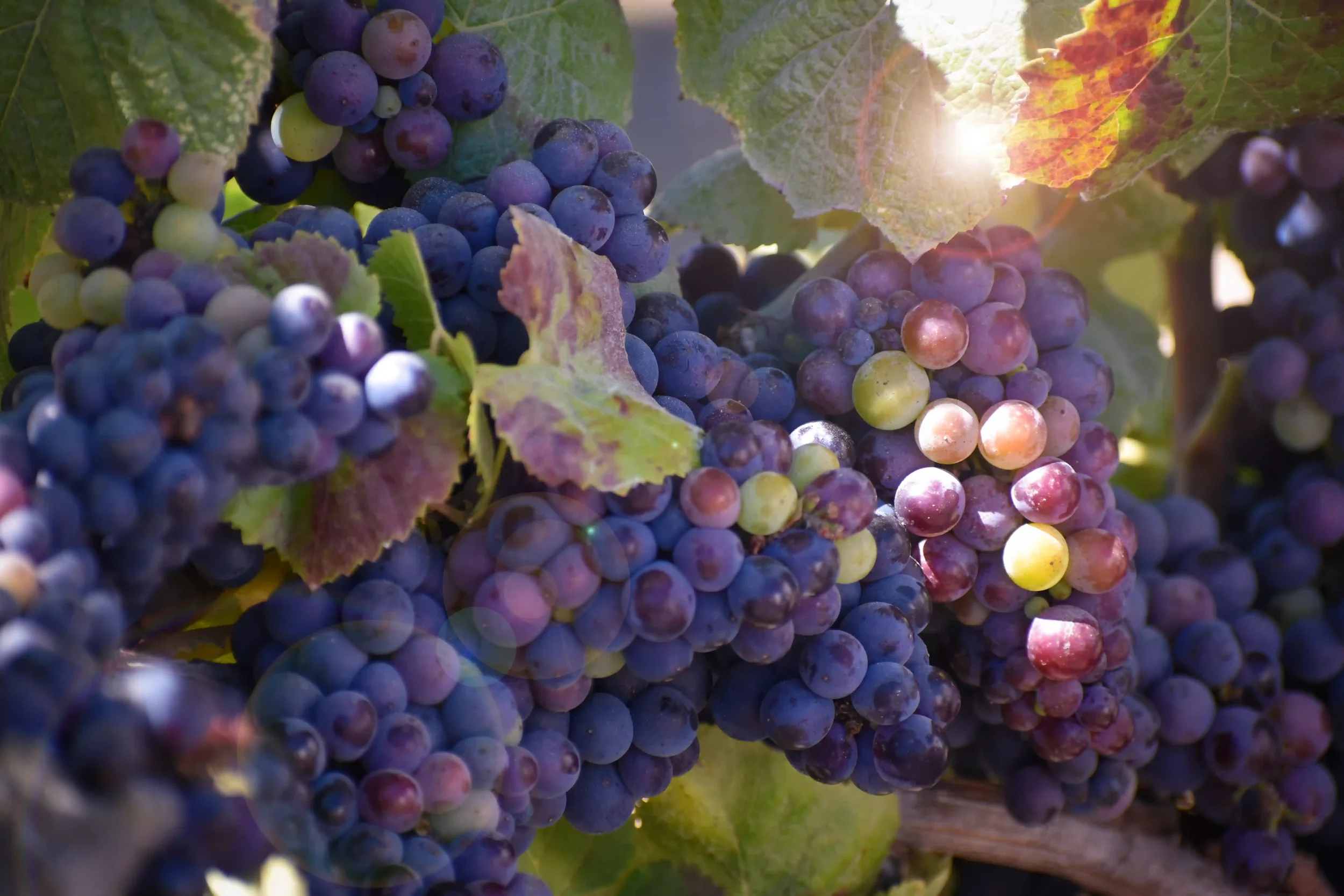 WINE64 copy.webp
