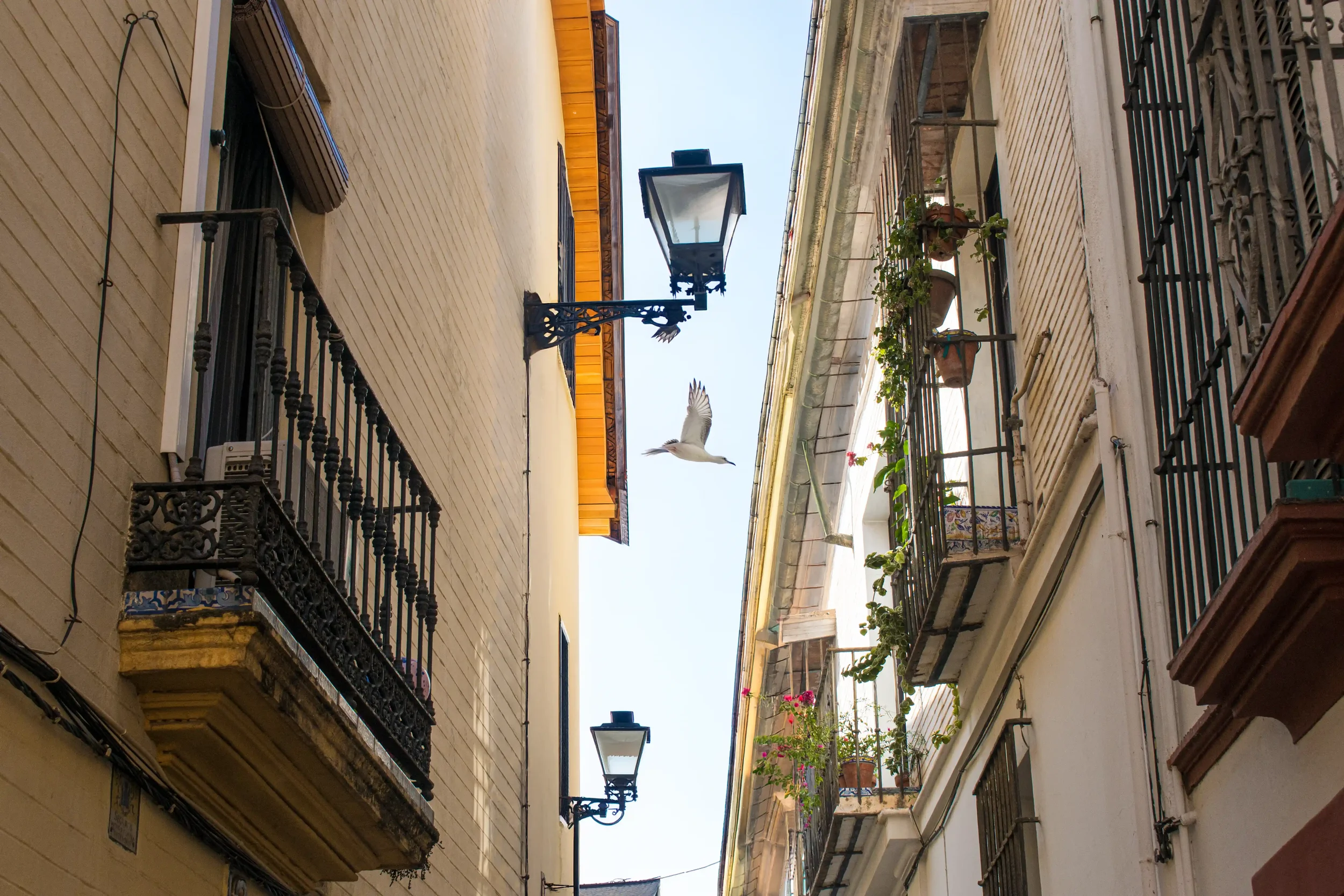 SEVILLA6WEB.webp