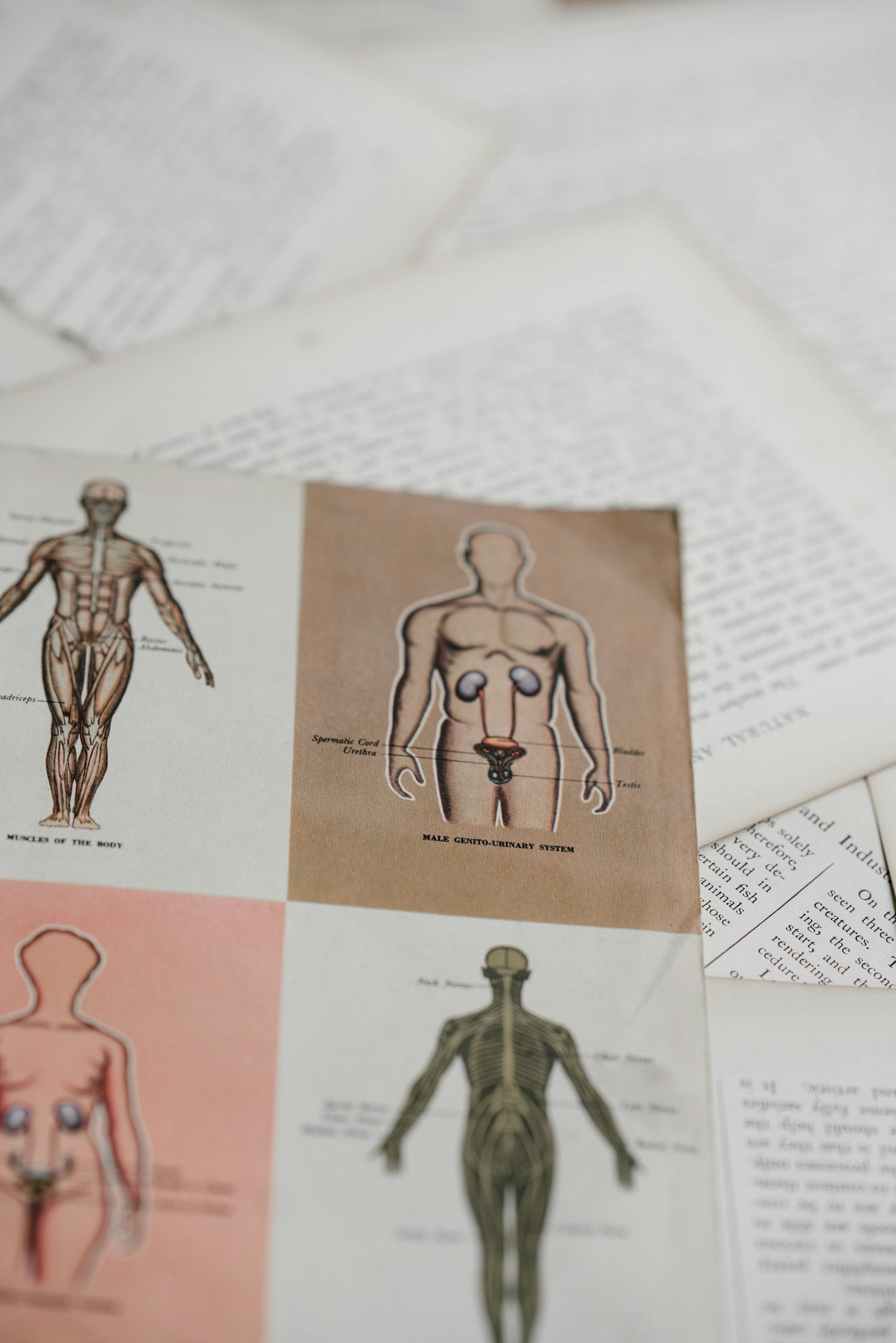 Abbildung eines anatomischen Diagramms des männlichen Genital-Urinaltrakts, das die Nieren, Harnleiter, Blase und Harnröhre zeigt.