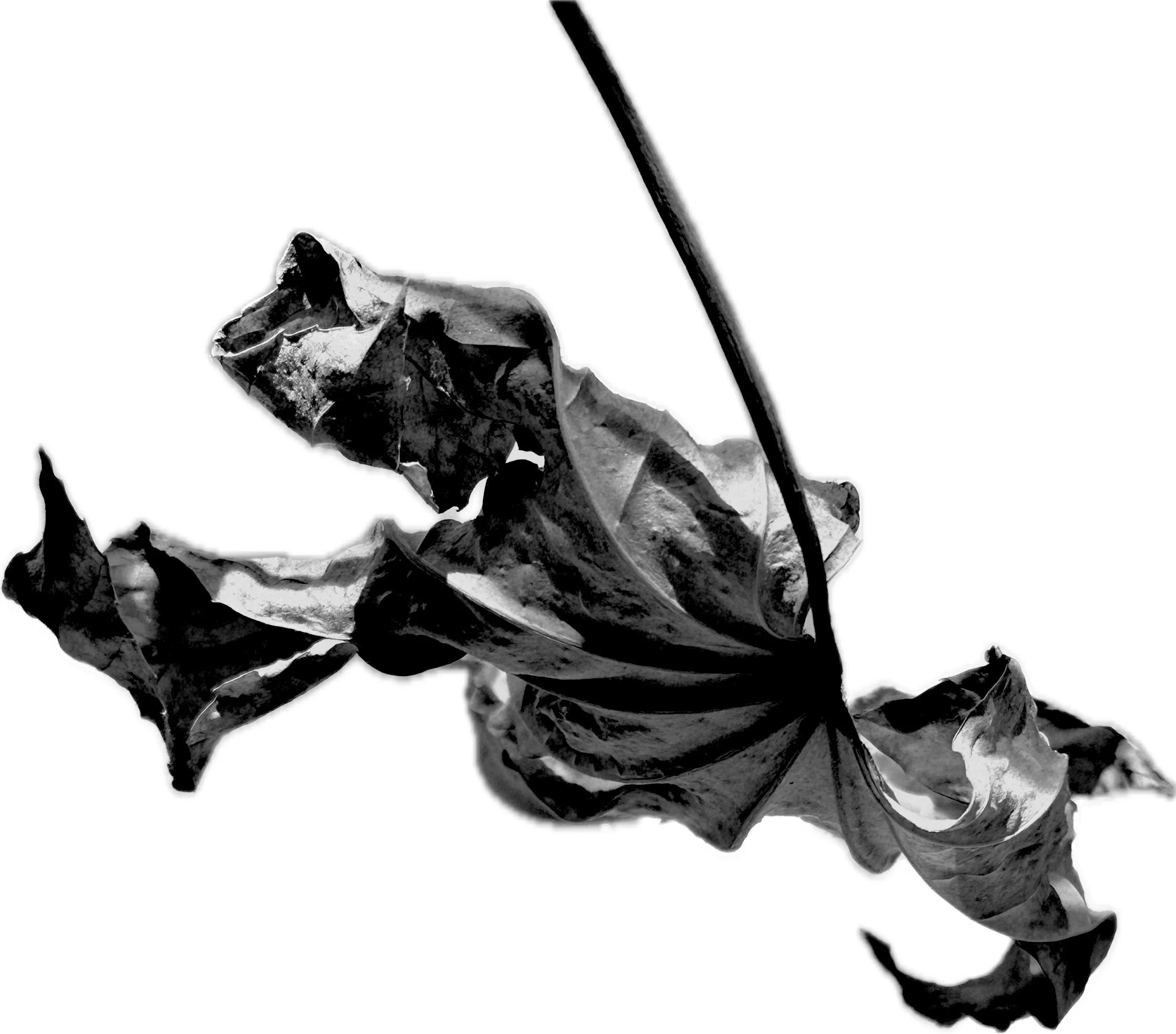 Edited photograph "Blatt 1"
Motive for Forms for the Future