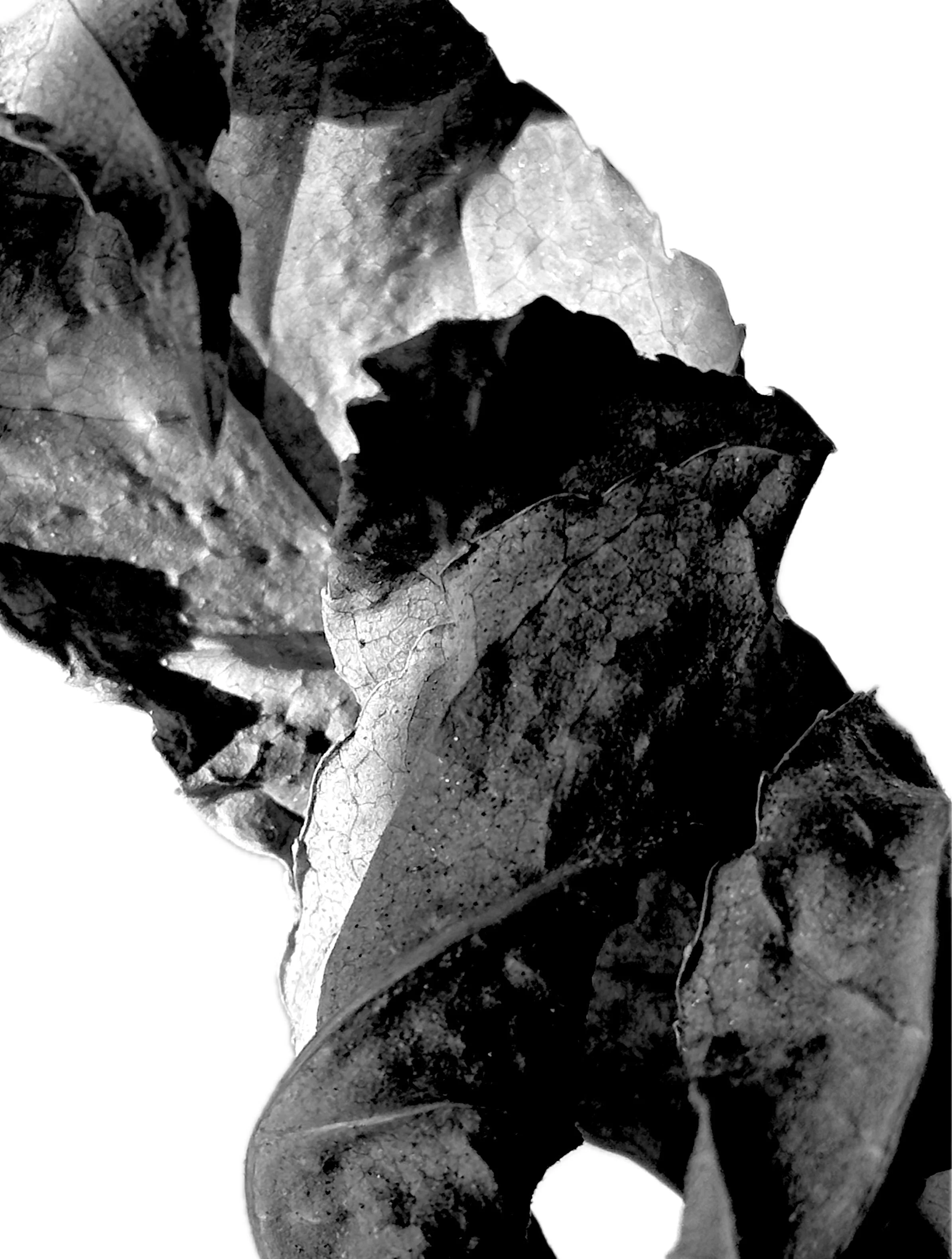 Edited photograph "Blatt 6"
Motive for Forms for the Future