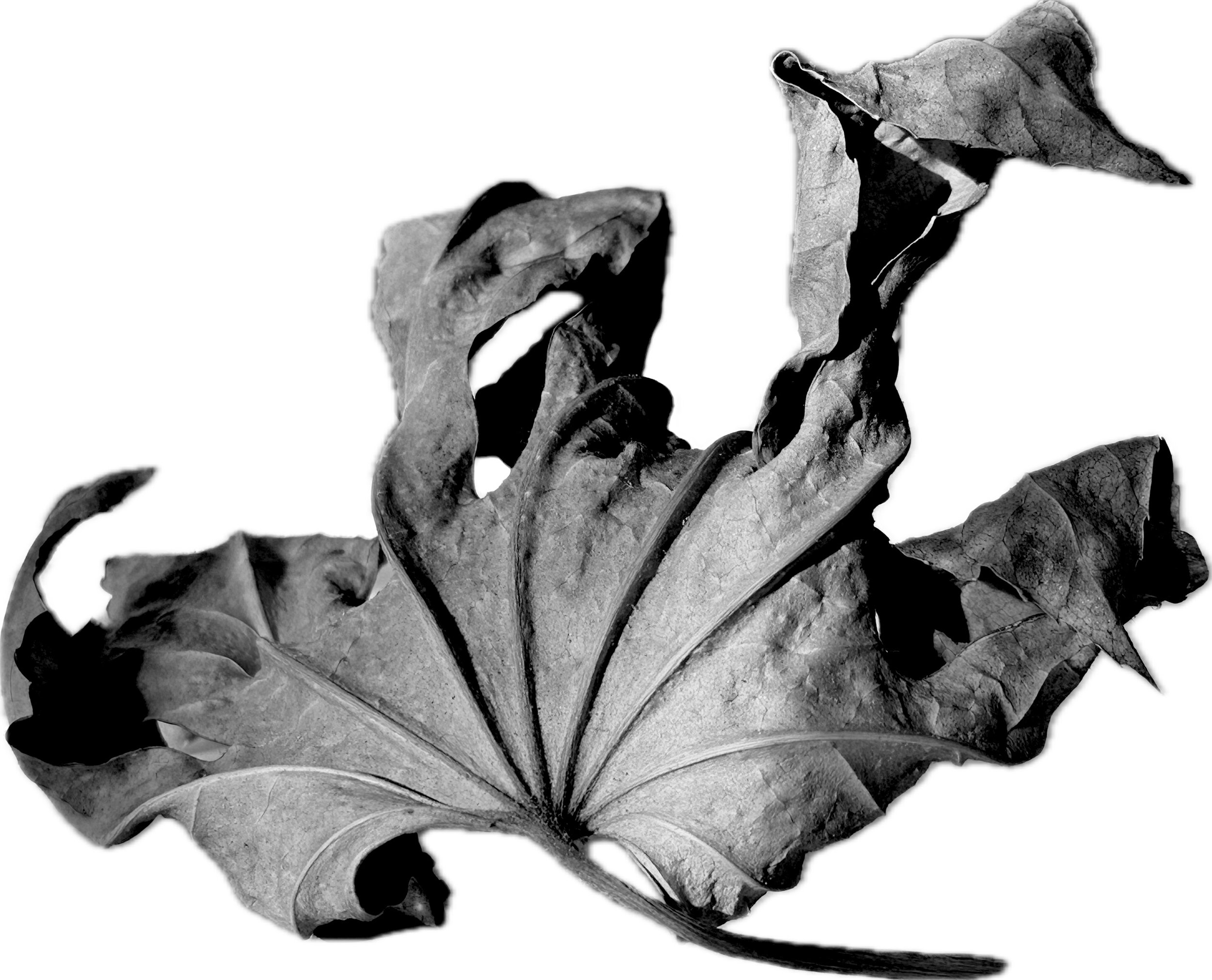 Edited photograph "Blatt 7"
Motive for Forms for the Future