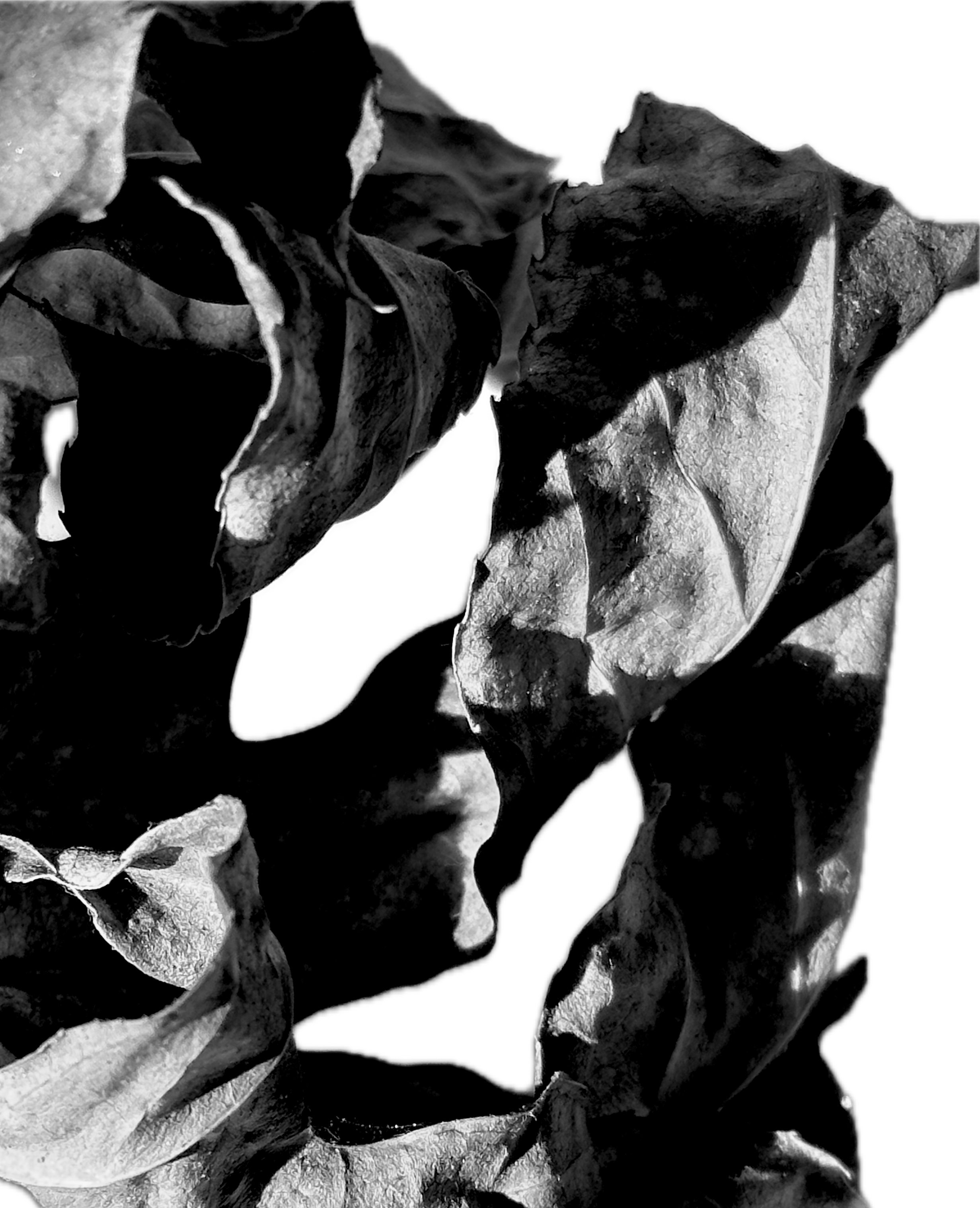 Edited photograph "Blatt 5"
Motive for Forms for the Future
