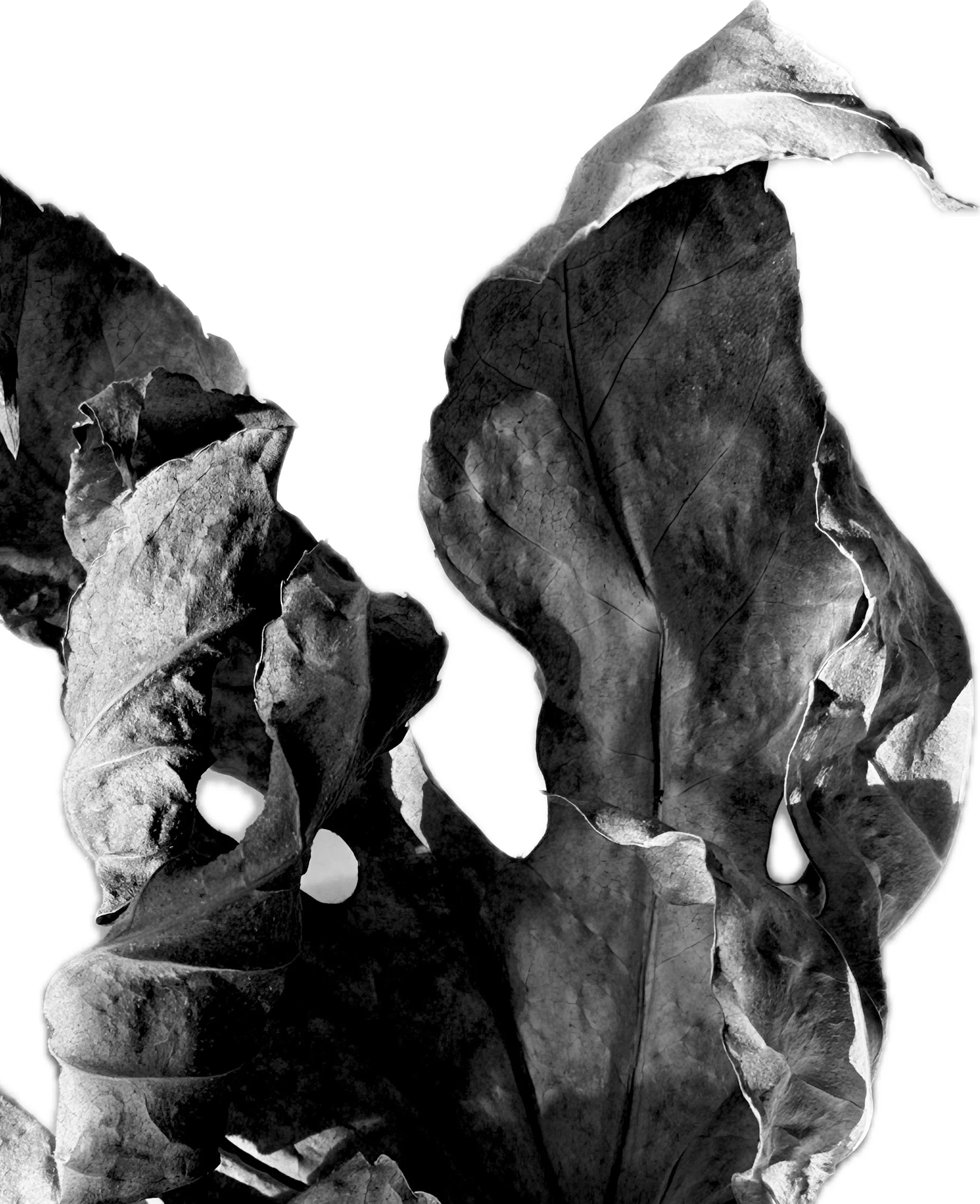 Edited photograph "Blatt 2"
Motive for Forms for the Future