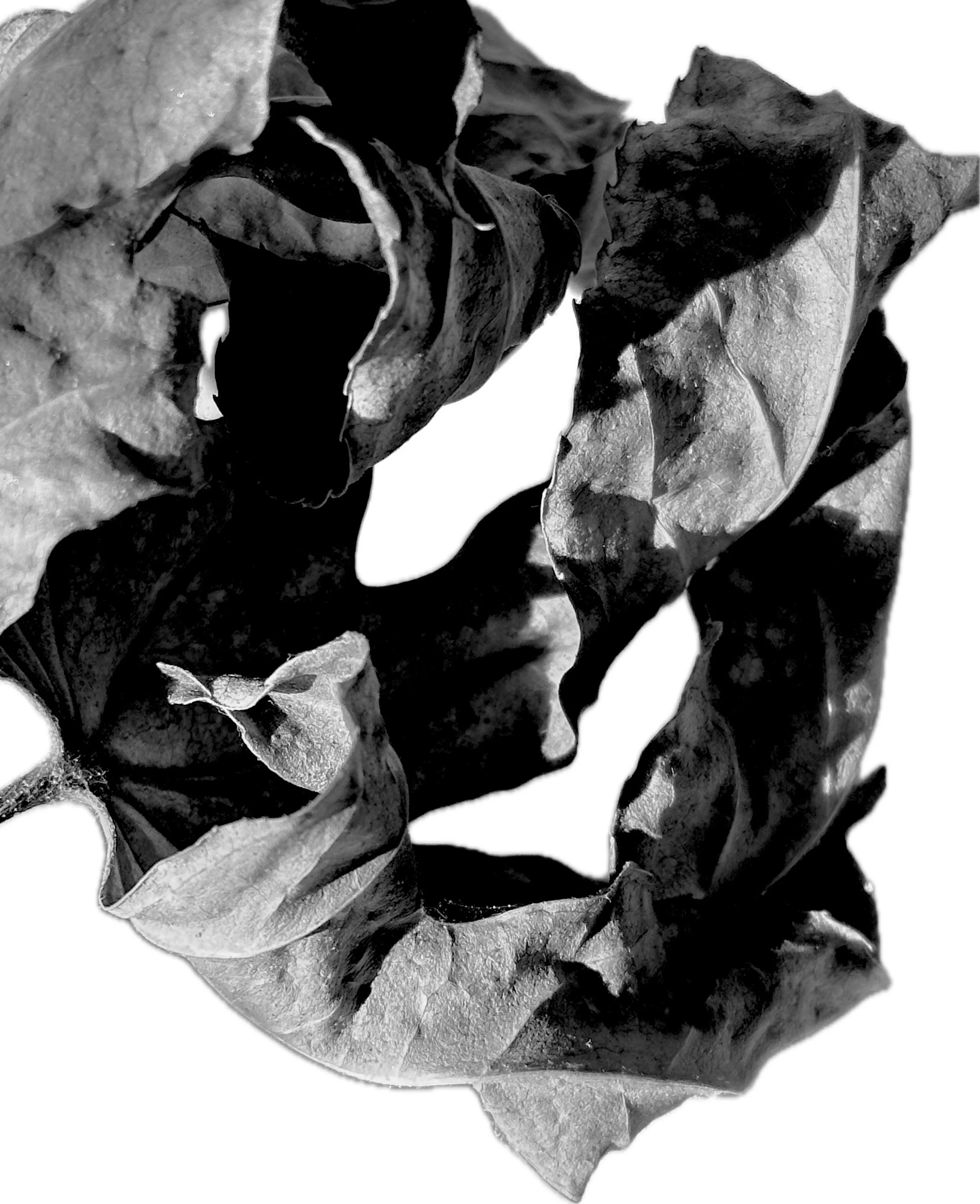 Edited photograph "Blatt 3"
Motive for Forms for the Future
