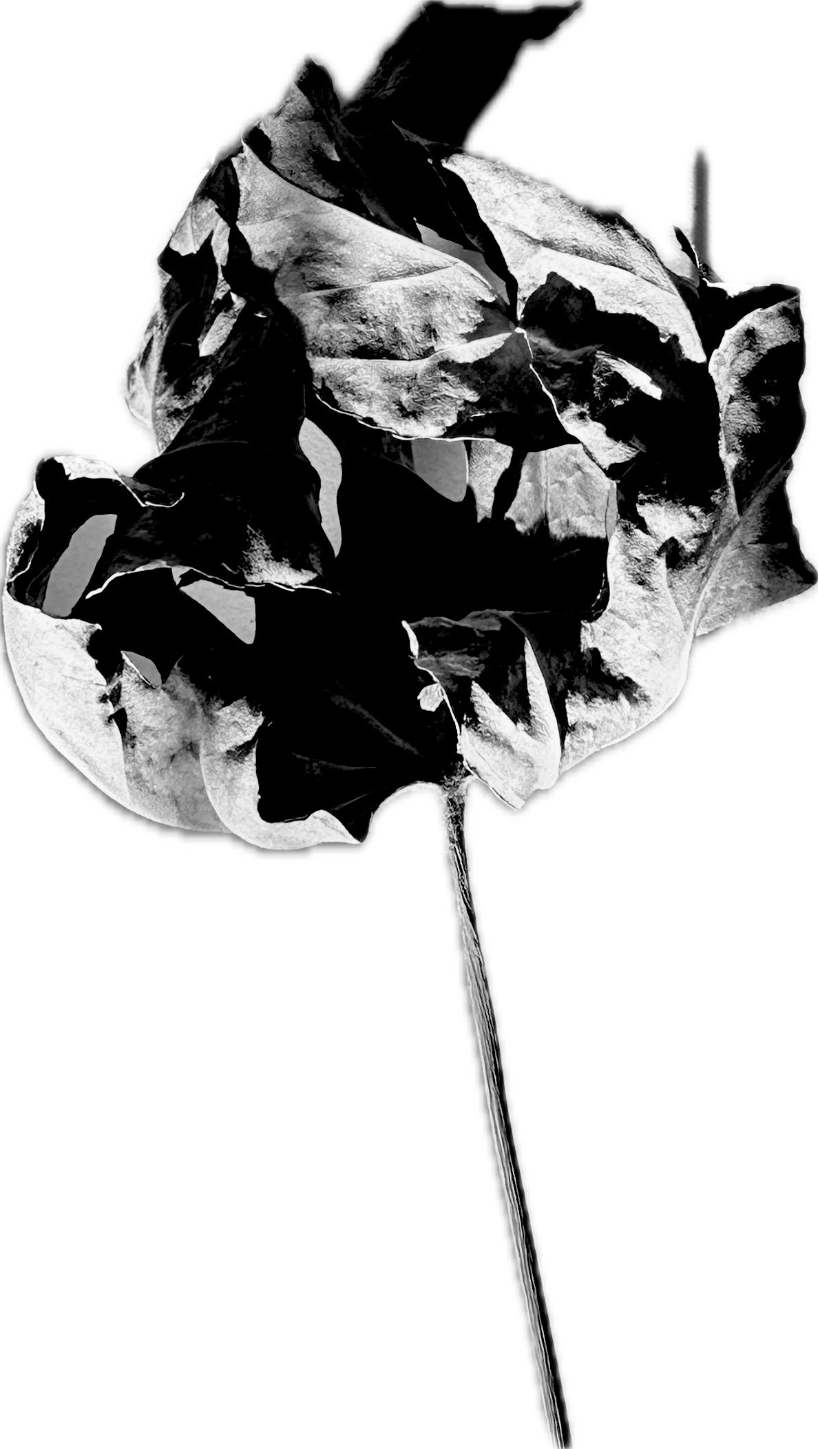 Edited photograph "Blatt 4"
Motive for Forms for the Future
