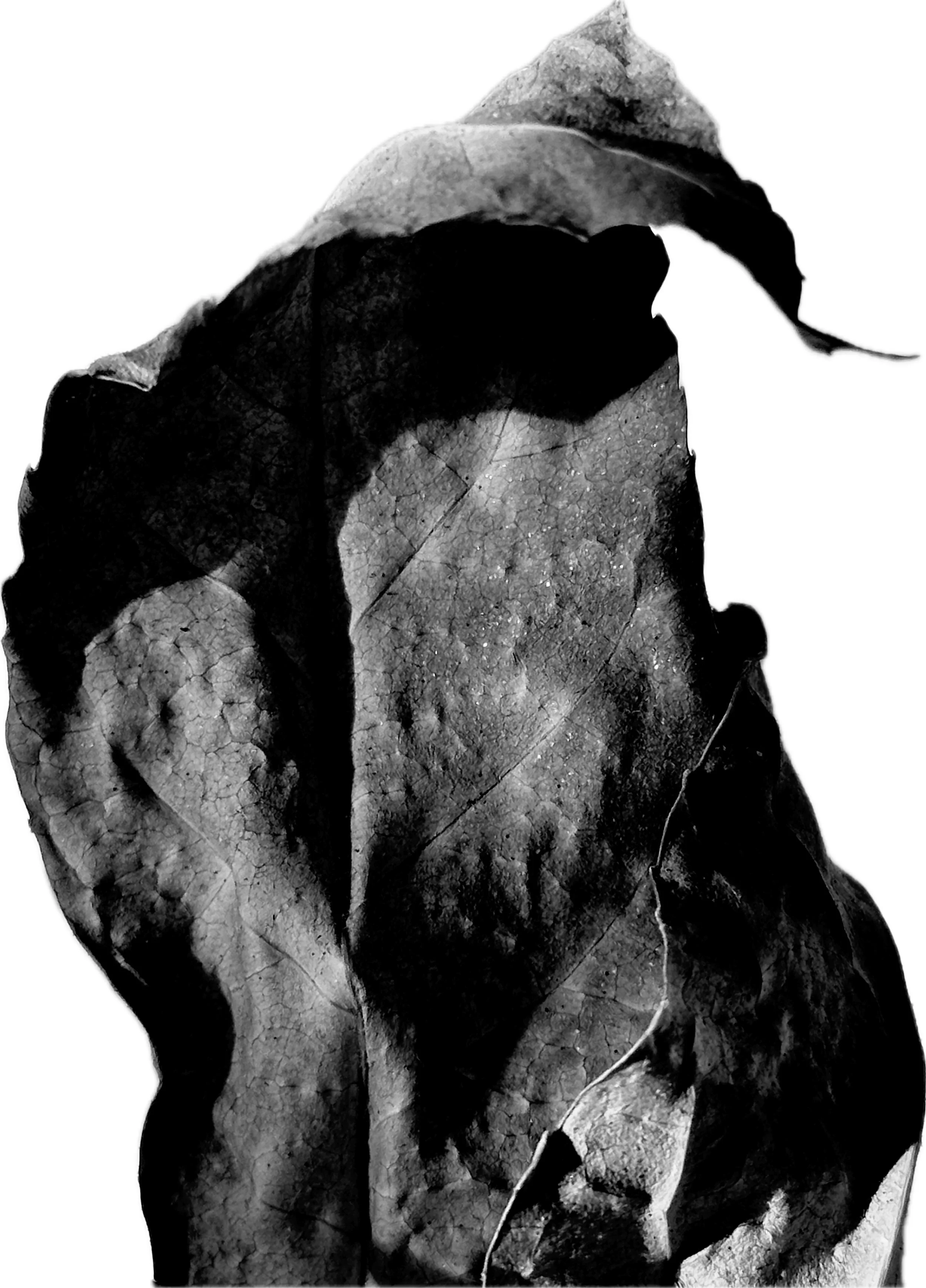 Edited photograph "Blatt 8"
Motive for Forms for the Future