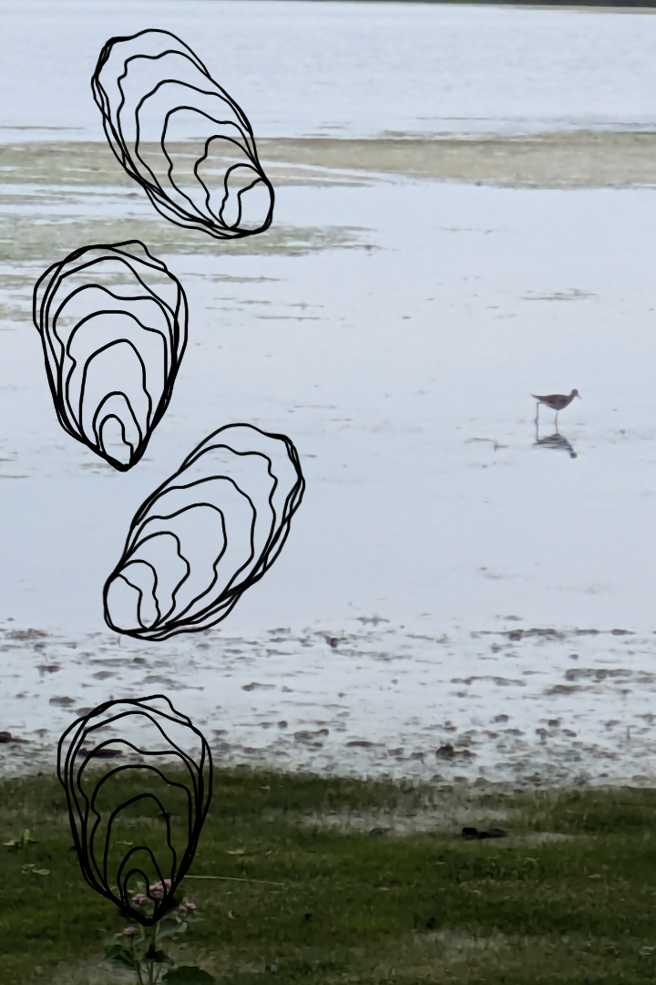 Photo of Jamaica Bay with overlay of oyster illustration from Center CIRCL logo
