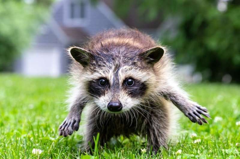 Wild Animals Tournament