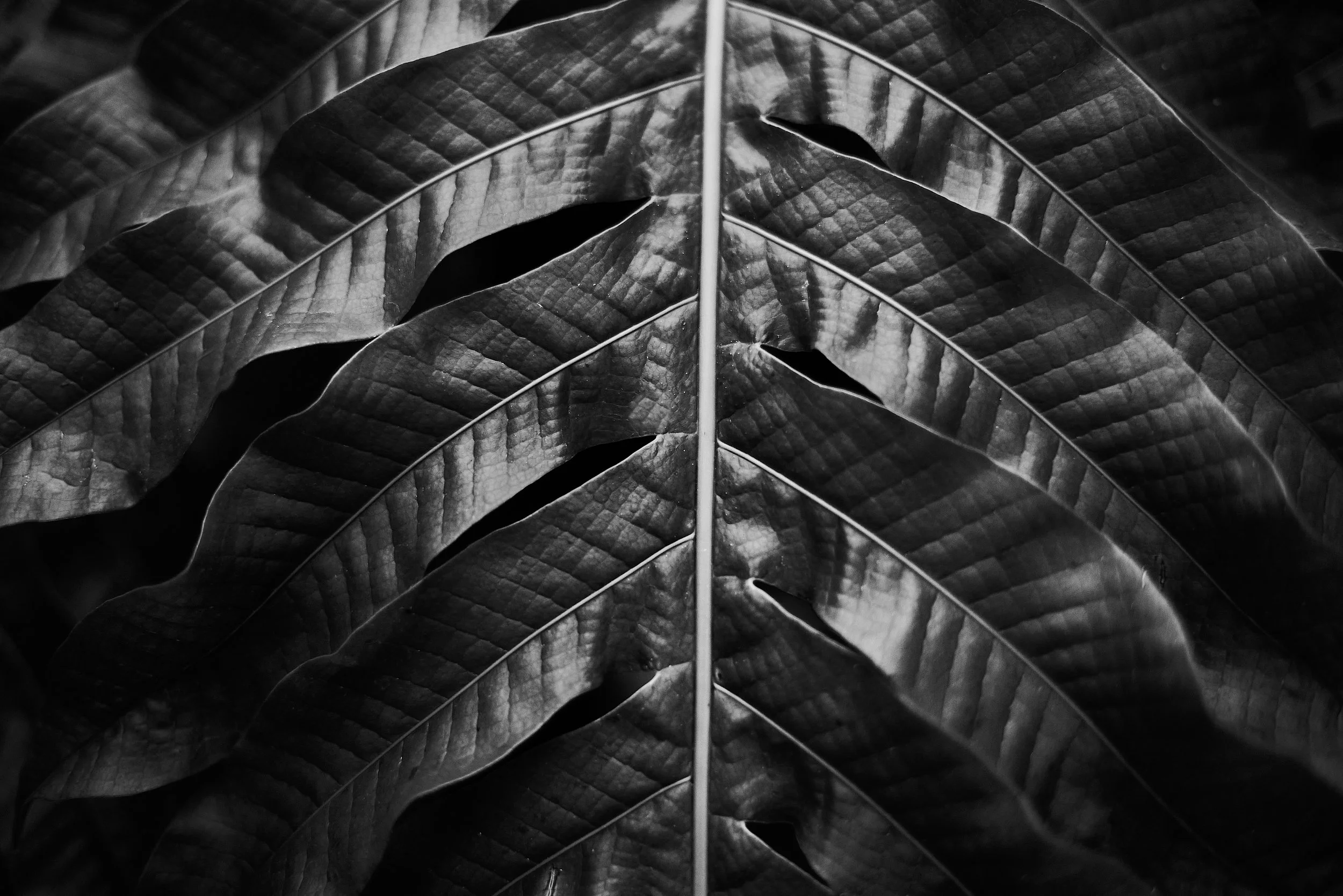 nature b/w