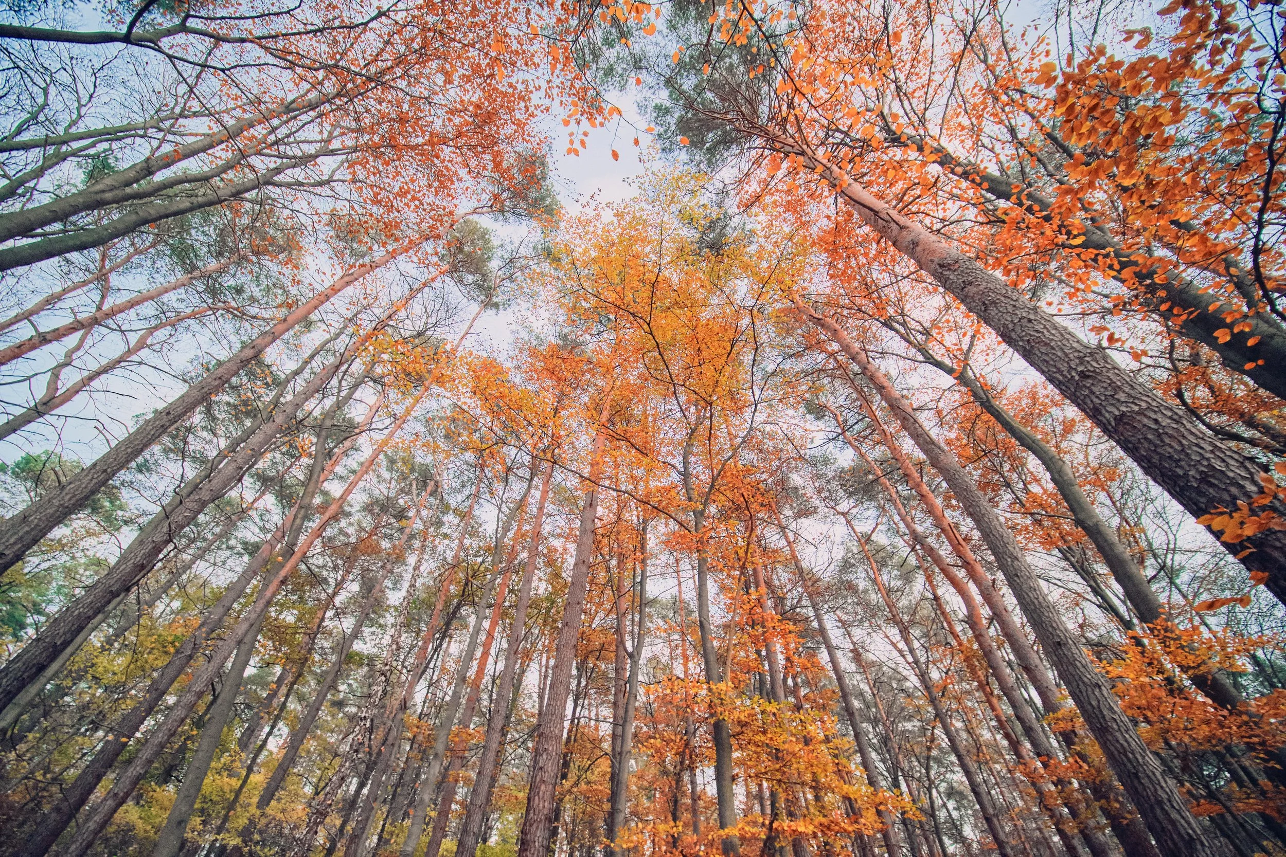 nature color