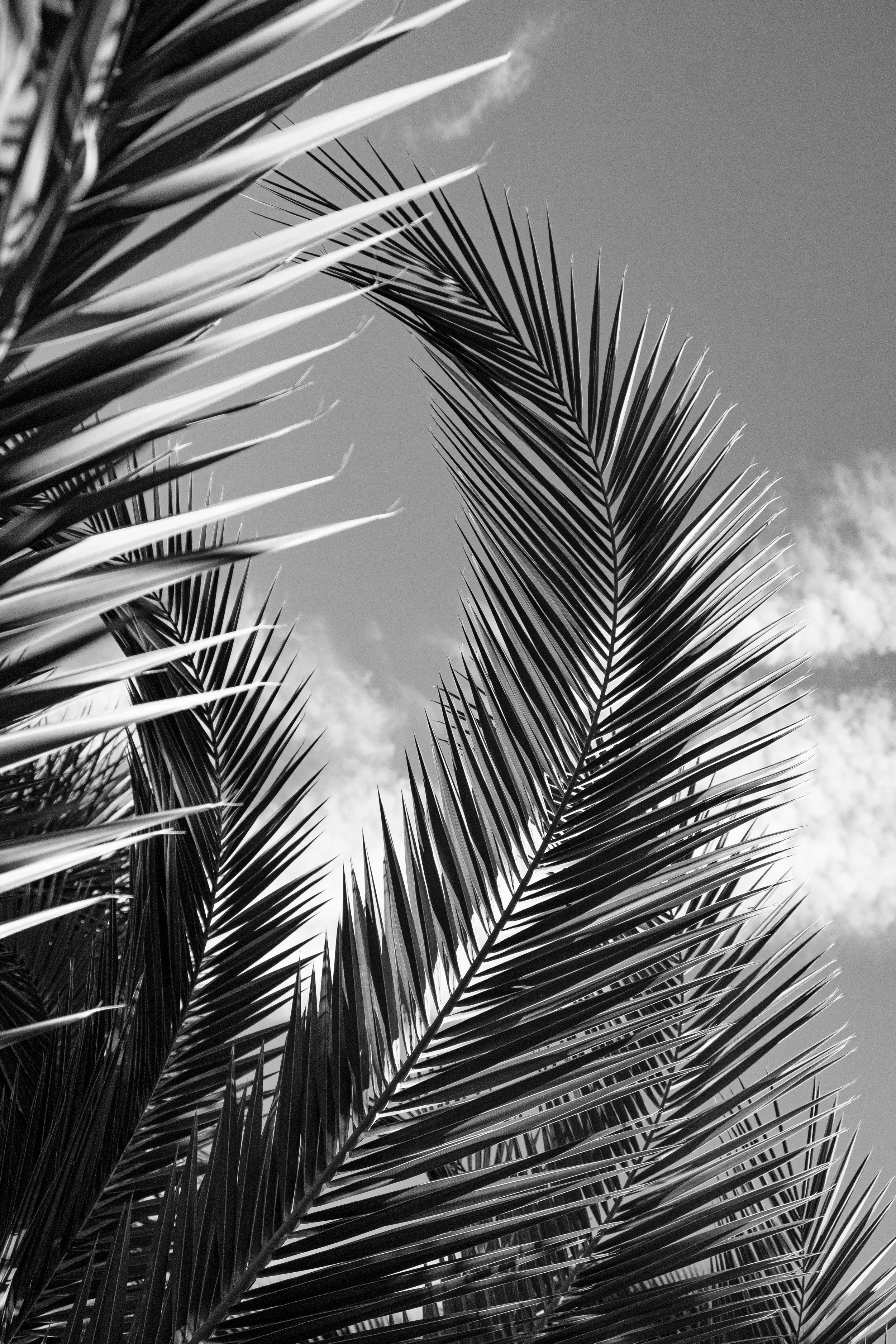 DSCF4646-1.jpg