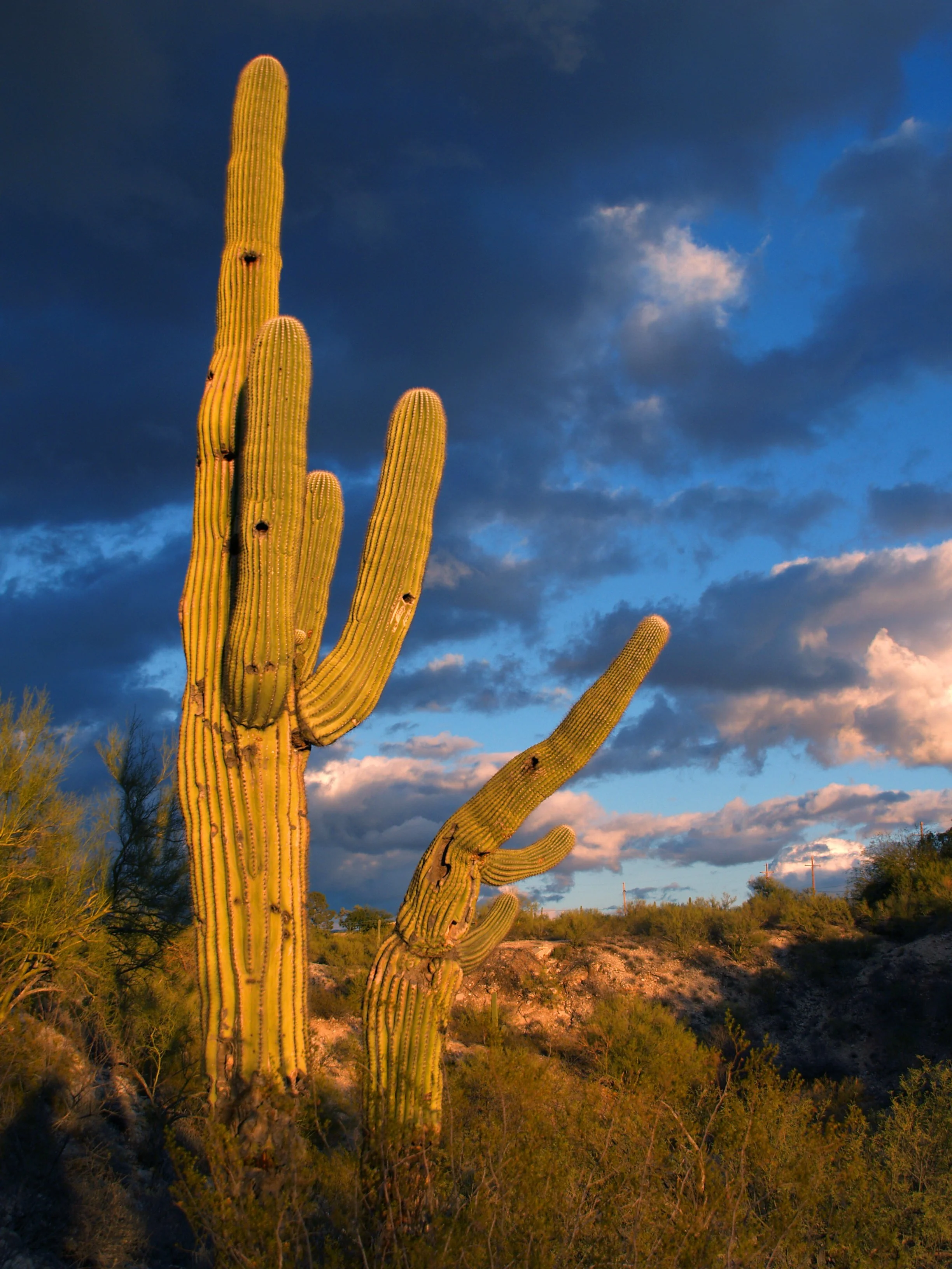 Image of Tucson Landscape.