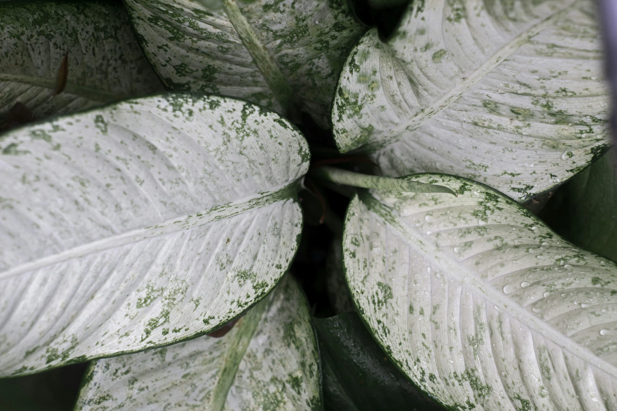 The Healthier Alternative: Why Herbal Smoking Blends are Better Than Tobacco