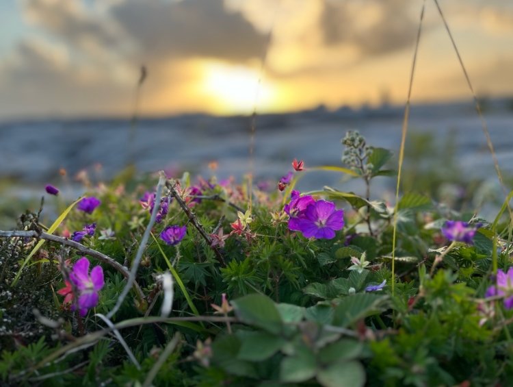Close-up of pink and purple flowers in the foreground with ocean waves and a sunset in the background