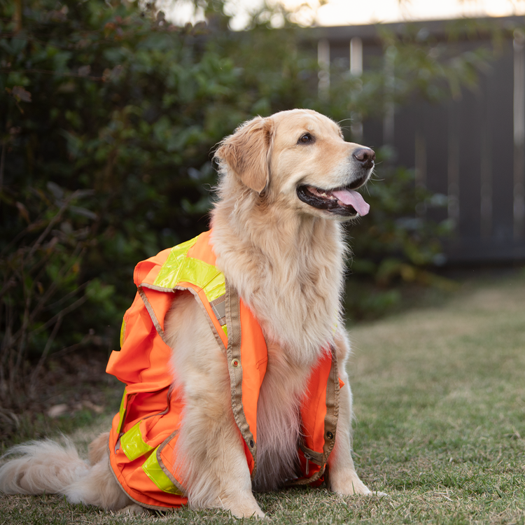 Ozzy wearing a survey vest