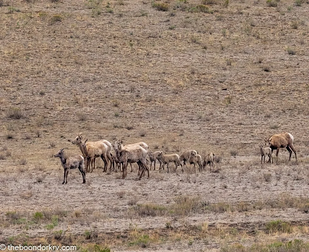 A lack of mosquitoes and an abundance of big horn sheep.