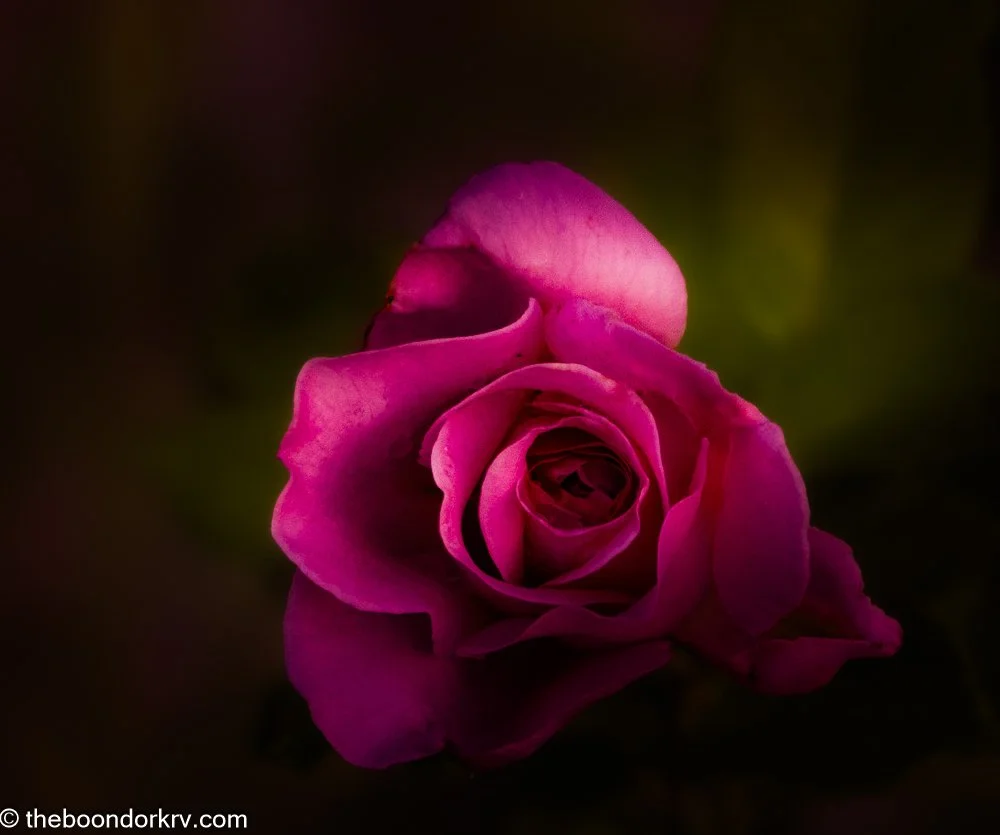 The Vicissitudes of Life