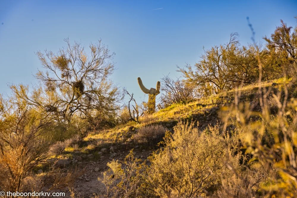 A loner with a one-track mind or just lazy?