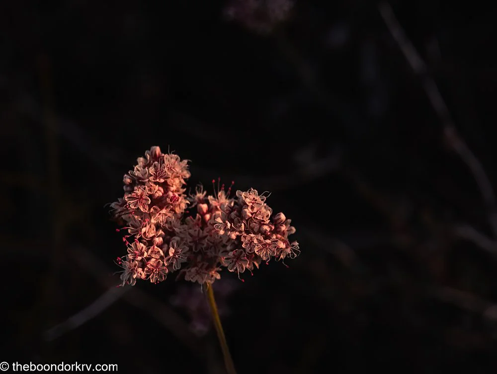 Even more Homestead memories.