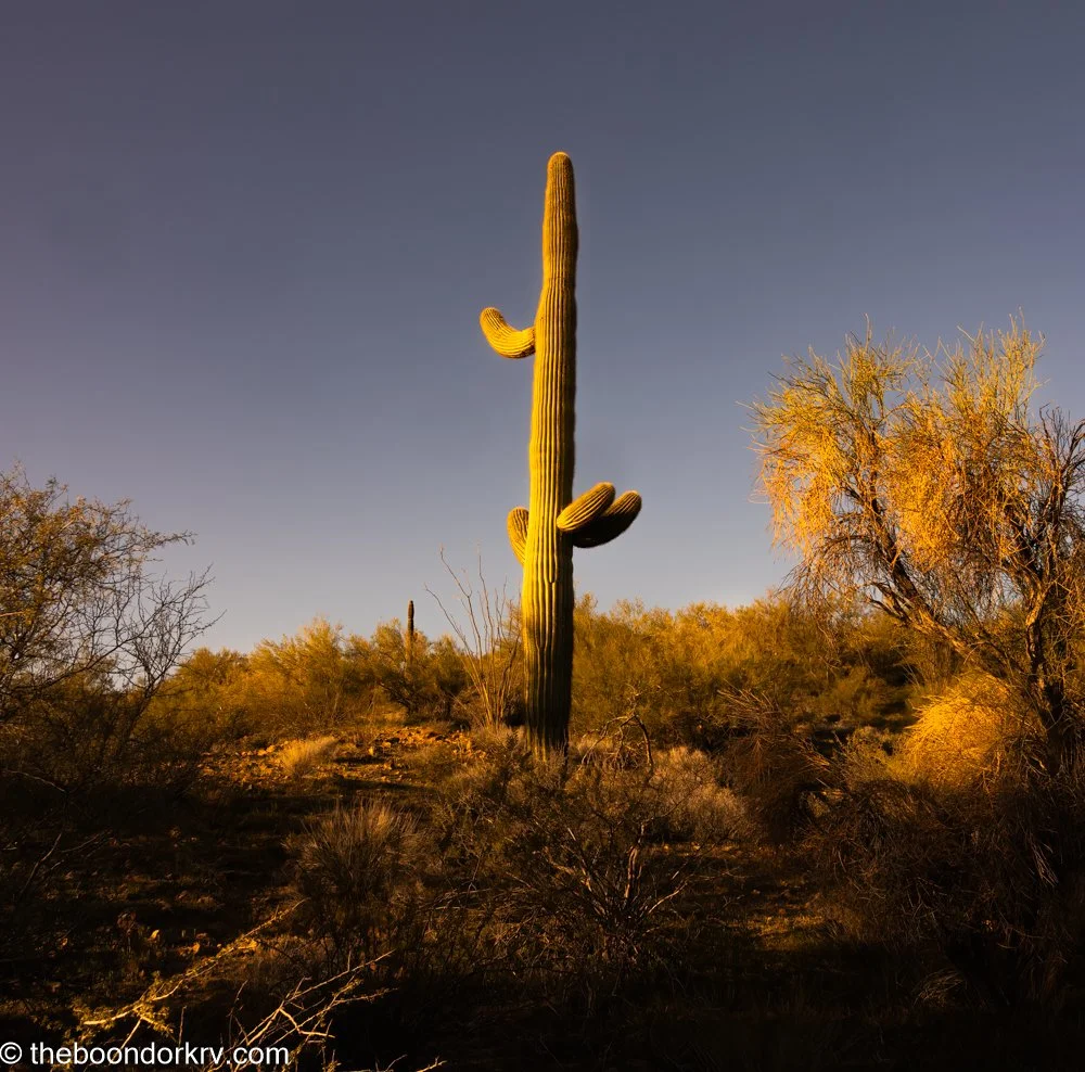  Why do cowboys go to church ?