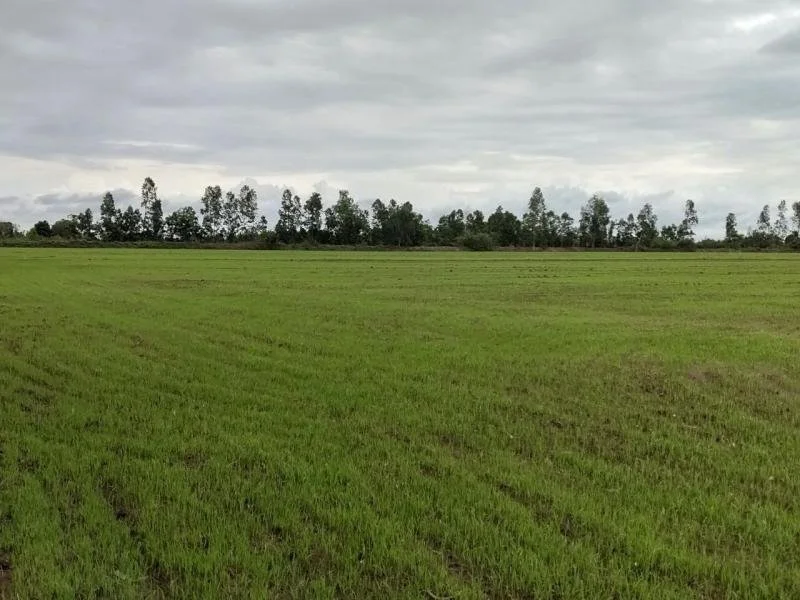 Rice_Farming_for_sustainability12.jpg