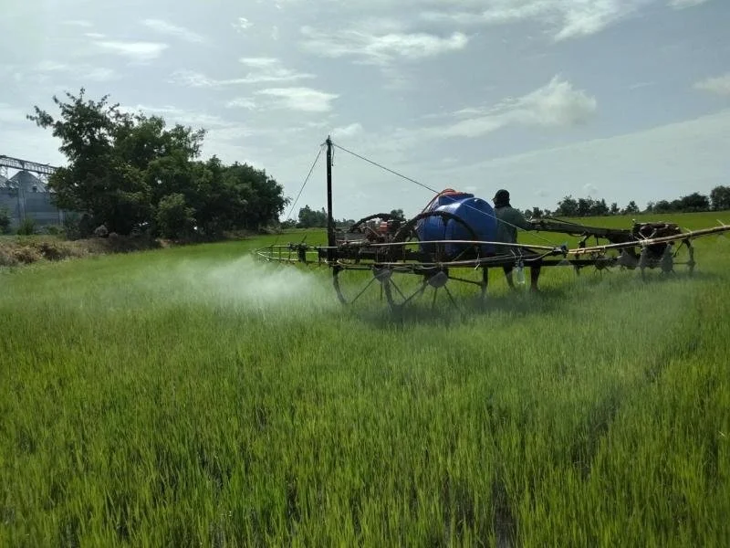 Rice_Farming_for_sustainability11.jpg