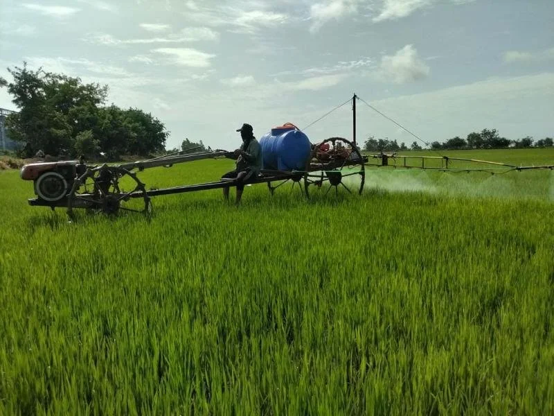 Rice_Farming_for_sustainability10.jpg