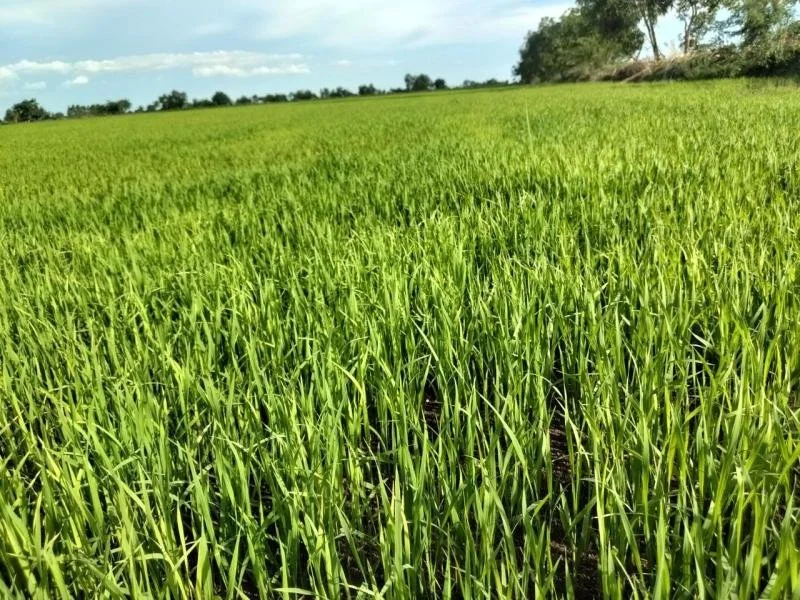 Rice_Farming_for_sustainability13.jpg