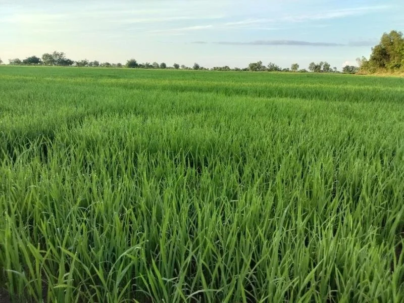 Rice Farming for Sustainability