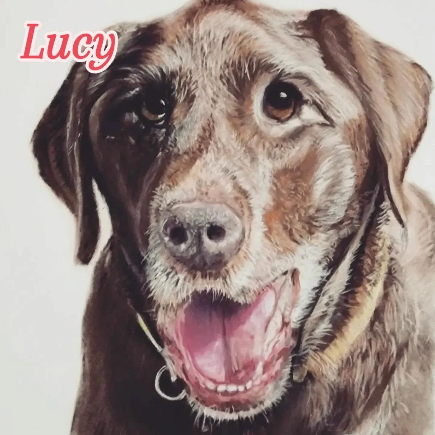 Repost of sweet Lucy from 2022.  Memorial portraits always hit home for me with all the feels. 🐾🌈