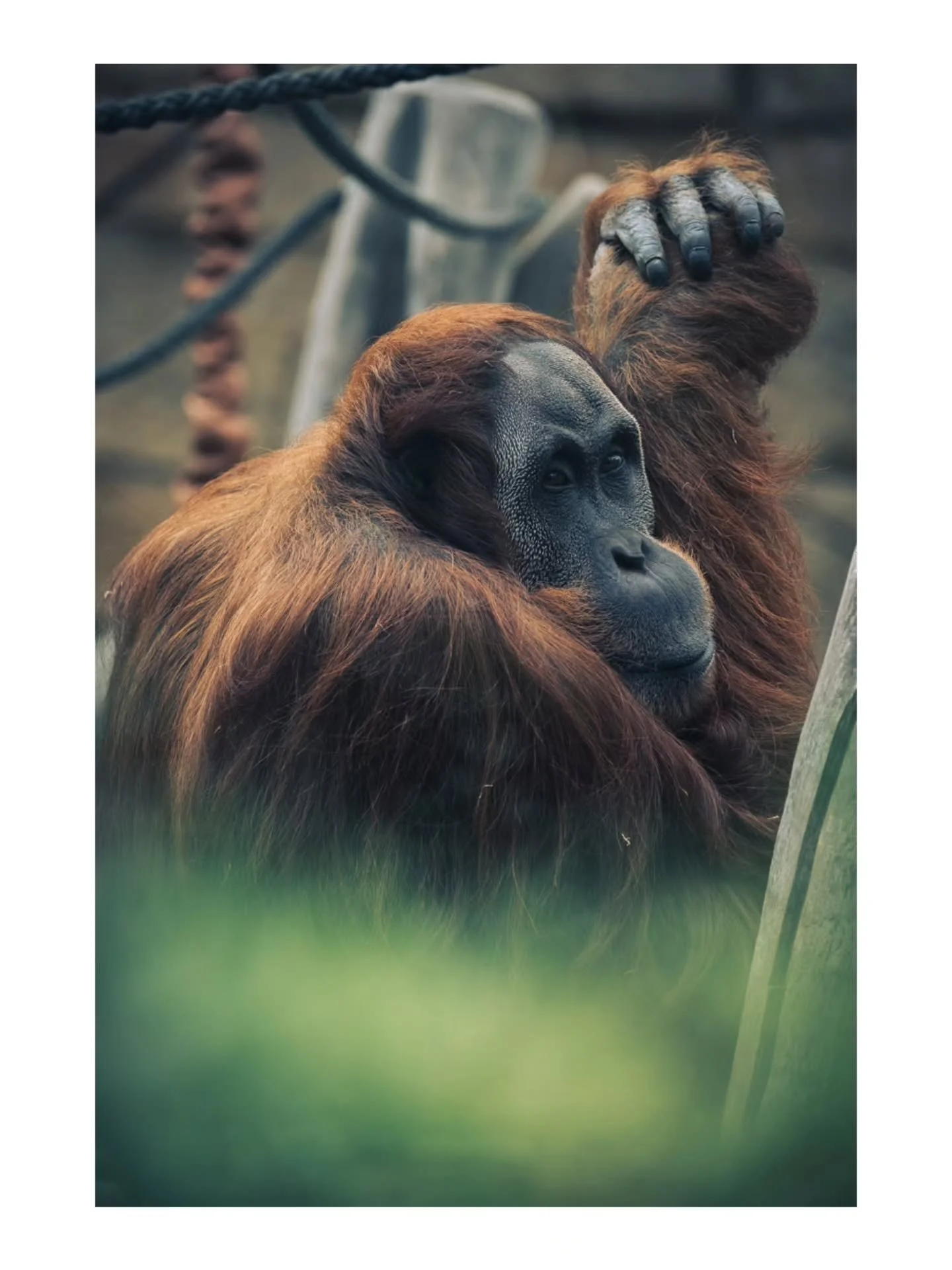Took some of my best shots while at Berlin zoo! Just goes to show practice is key.
Like this post? Like and share to help me along!
See these and more over on my website with big updates happening and a price change coming soon!
@zooberlin