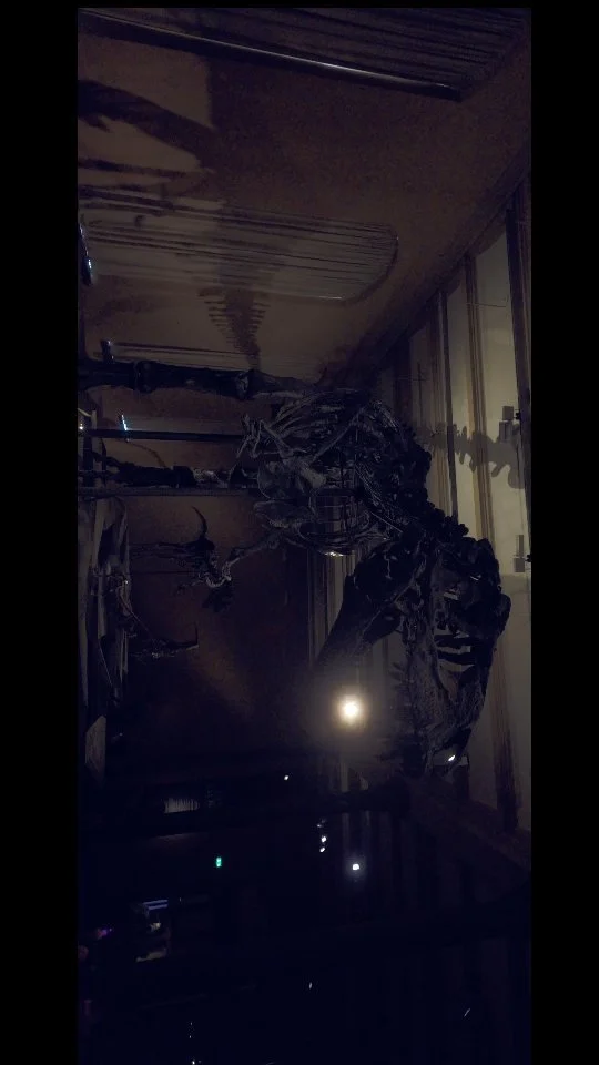 Another wee Berlin short, this time of a magnificent T-Rex skeleton!
Like and share to help this reel along!
