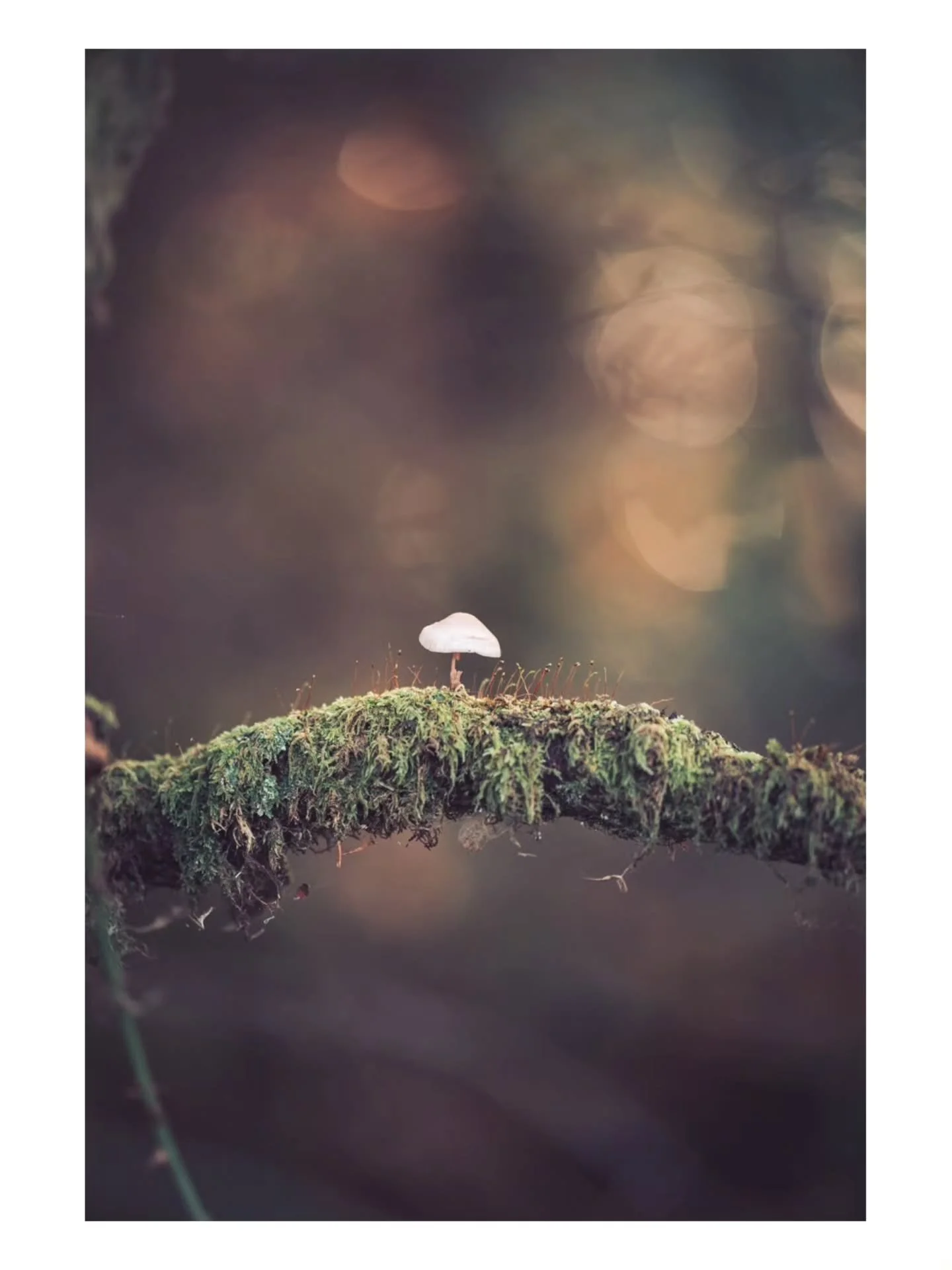 Some autumnalness from here and there. Love the colour changes from this time of year.