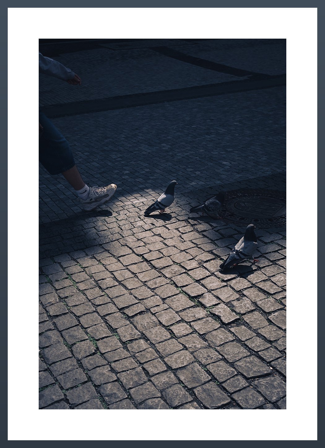 Silhouette-Pigeon.jpg