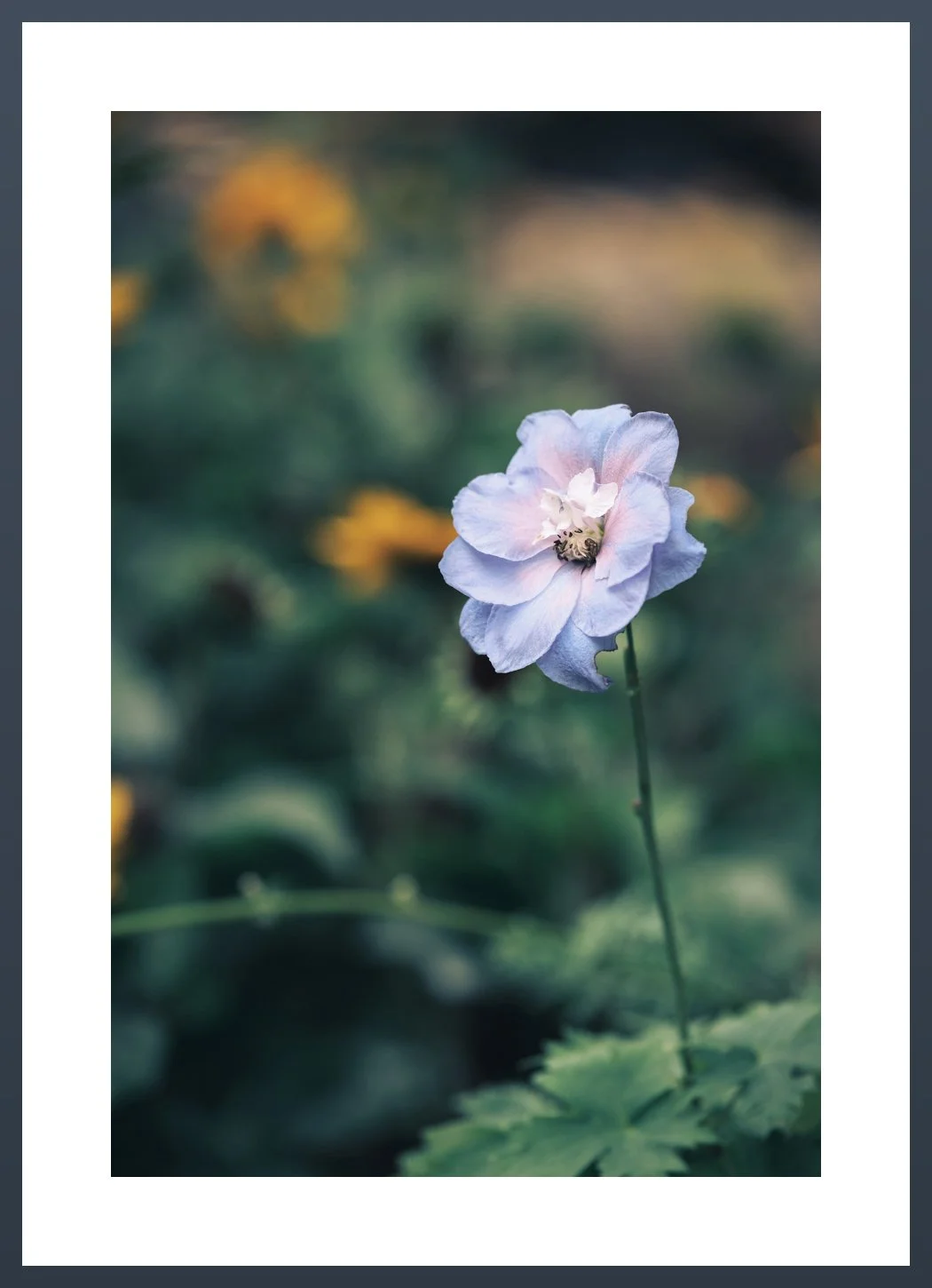PurpleFlower.jpg