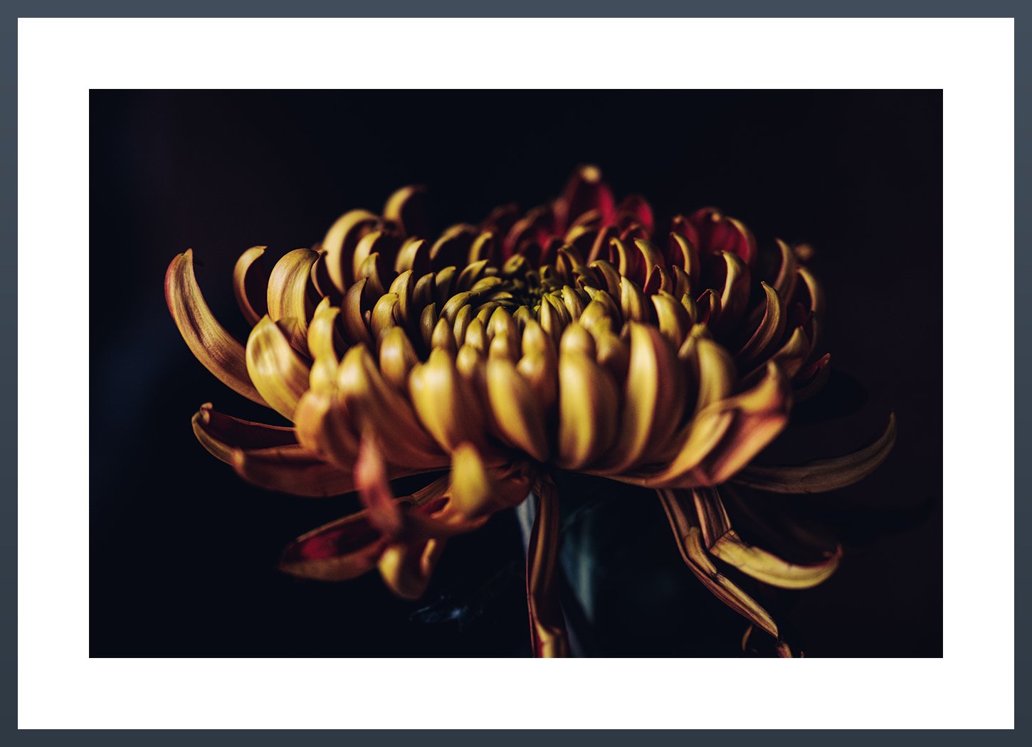 Chrysanthemum-Colour-2.jpg