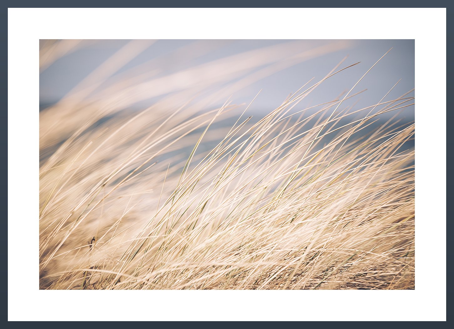 Beach-Grass-Colour.jpg