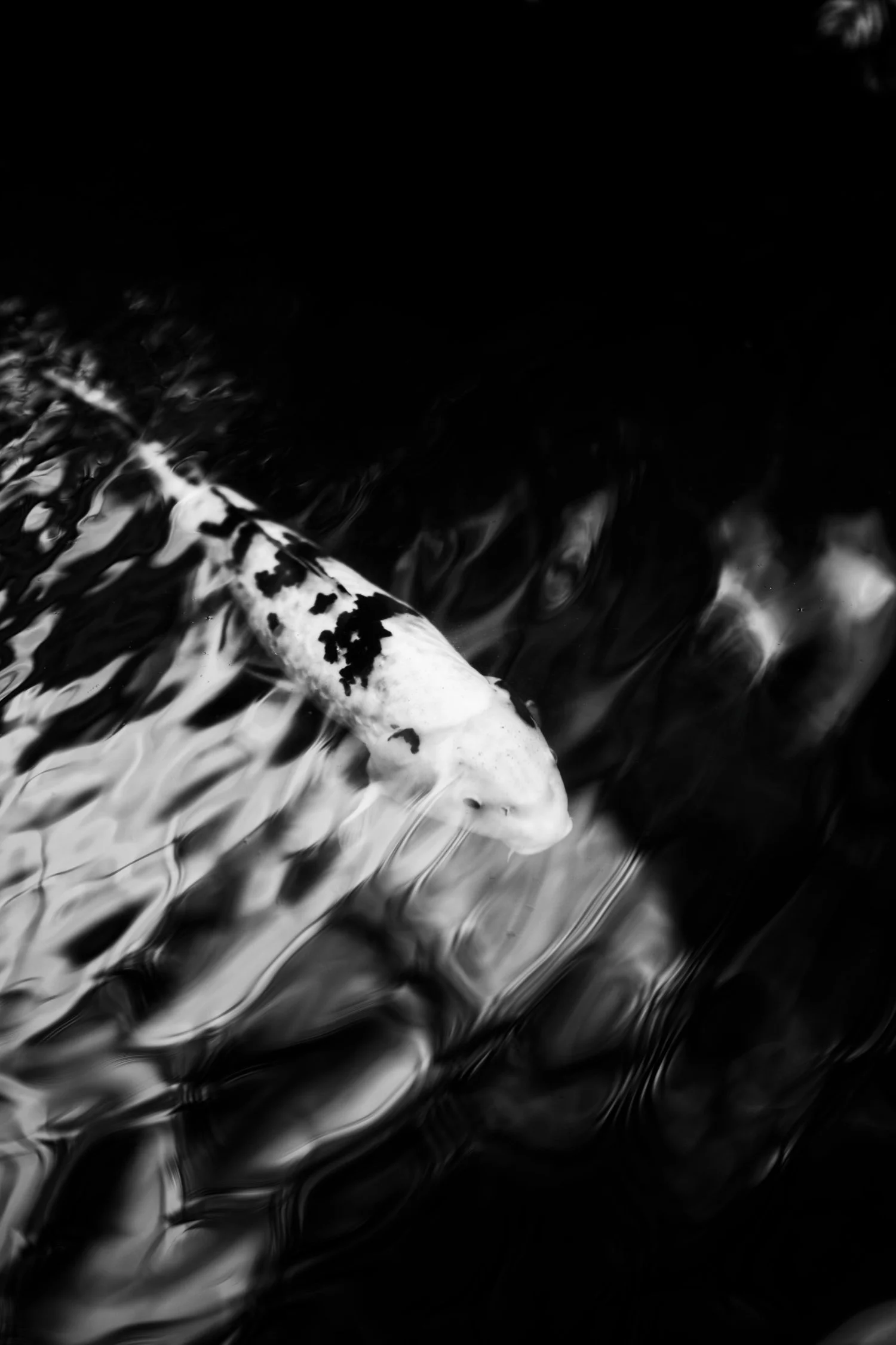 DSC_0706_DxO.jpg