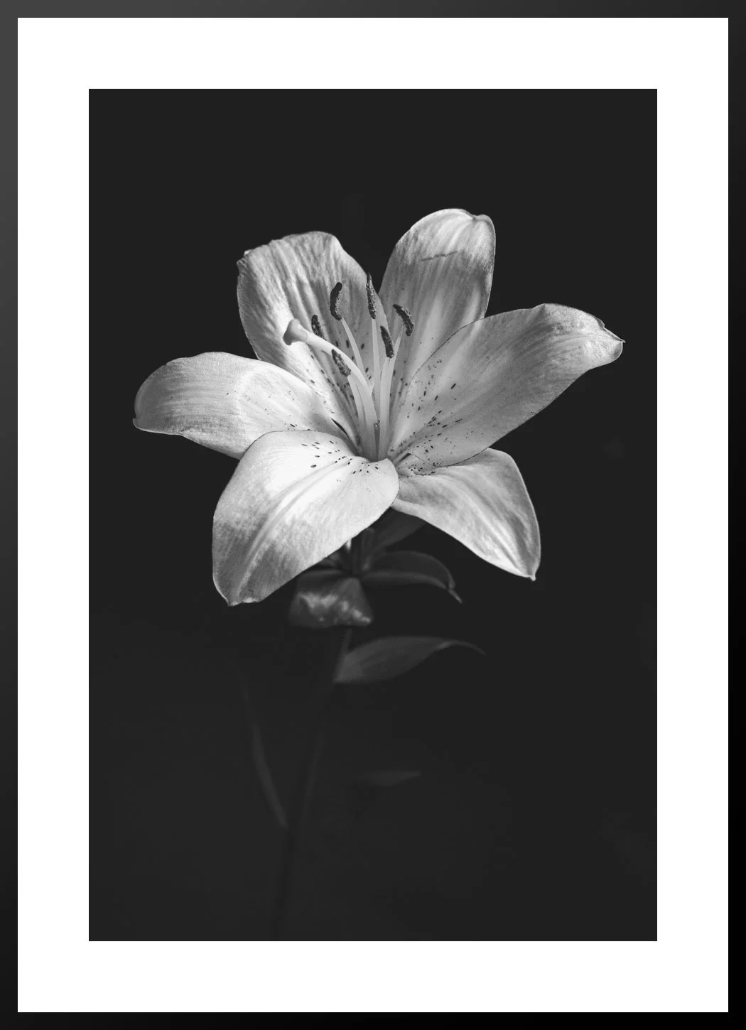 LilyBnW.jpg