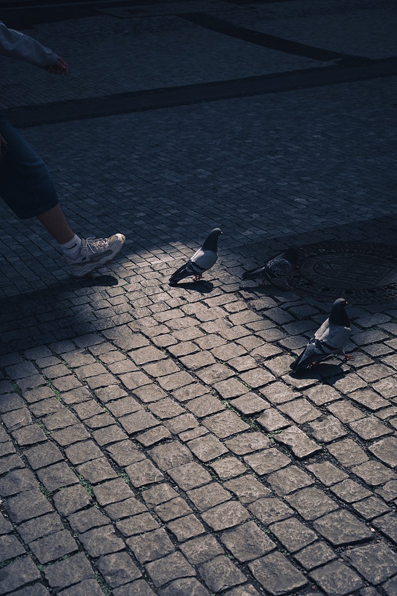 Silhouette-Pigeon.jpg