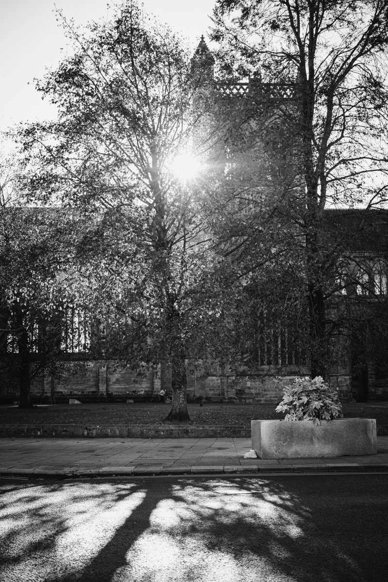 Black and white photo of a city street with a large tree, sunlight shining through the branches, a planter with plants on the sidewalk, and a building in the background.