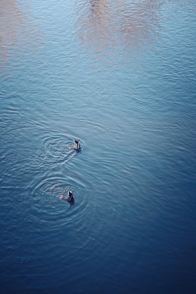 River ducks