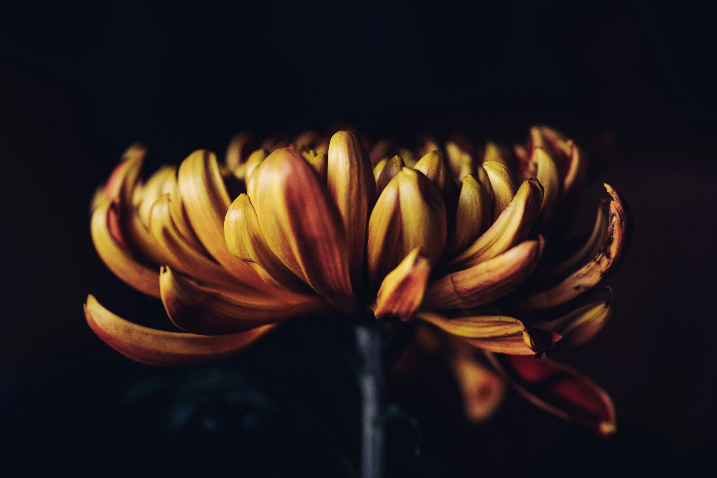 DSCF7334-2.jpg