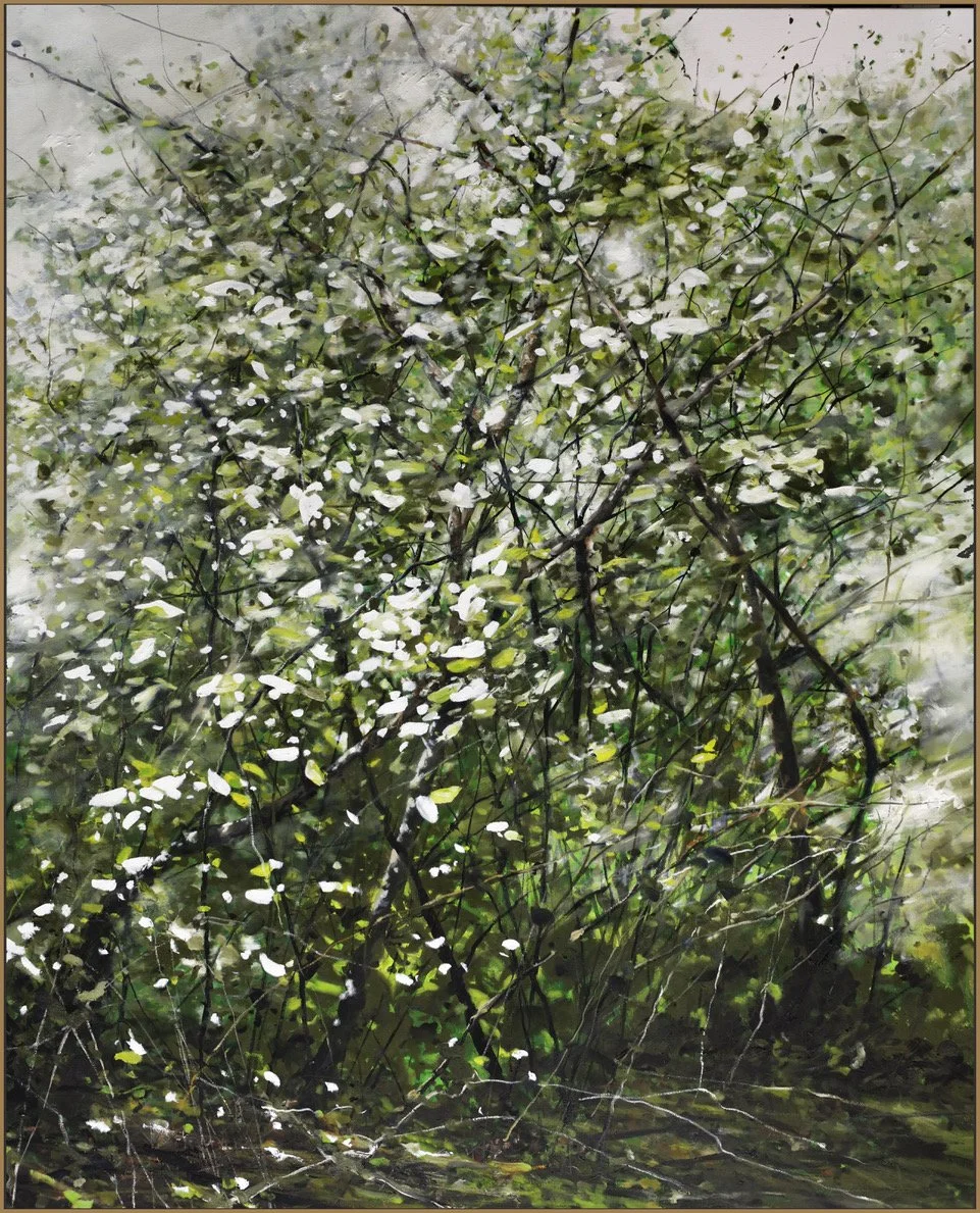 Evergreen,60x48,2026.jpeg