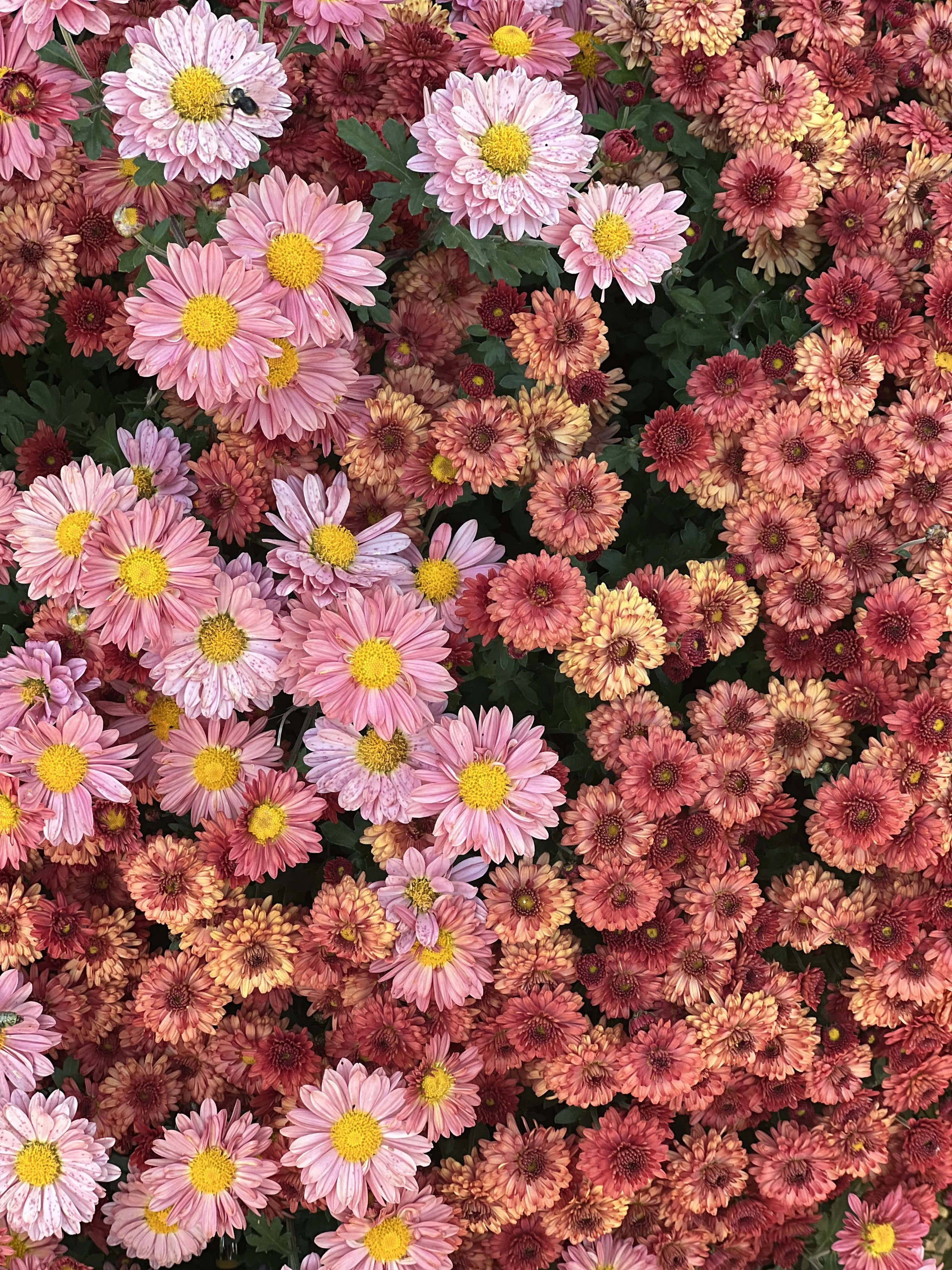 IMG_4912.jpeg