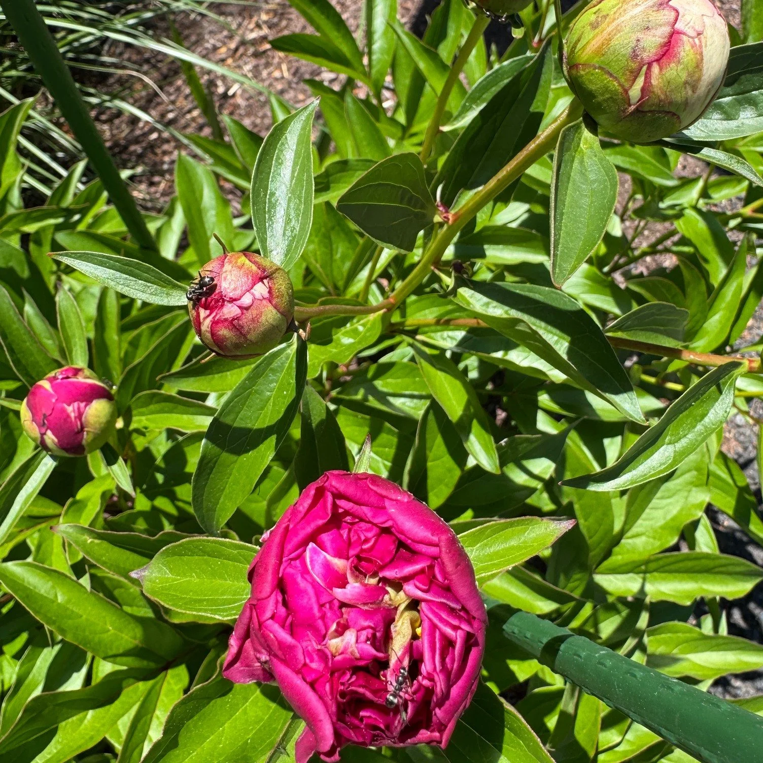 I just walked to my mailbox to check on my peonies.

(It feels a little silly to even write that, but I&rsquo;m at the point in my life where I'm working on no longer apologizing for the things that seem a little silly.)

And standing there looking a