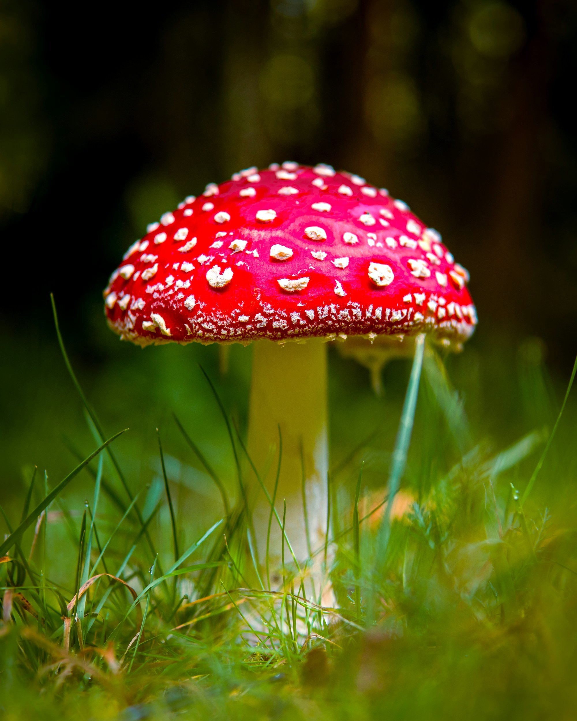 Thinking About Sitting With Mushrooms? Read This First…